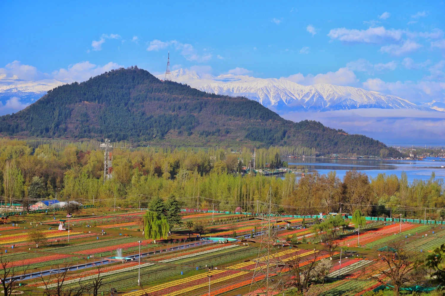 kashmir-blossoms-tulips-snow-spring-2022