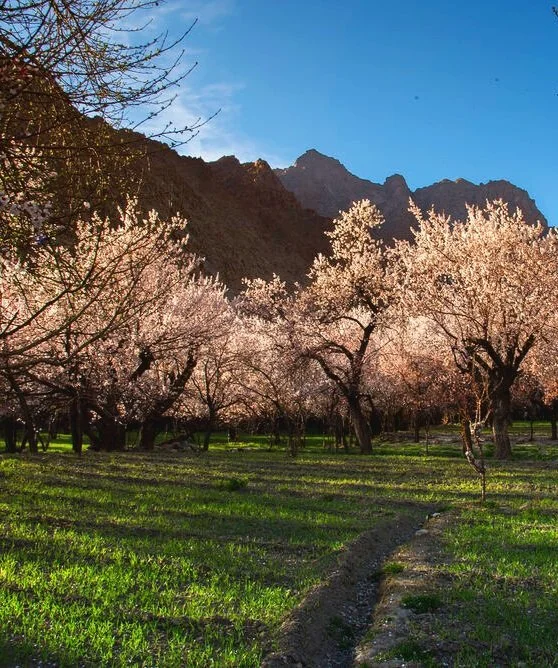 Apricot%2BOrchards%2Bin%2Bfull%2BBloom%2Bnear%2BKargil.jpg
