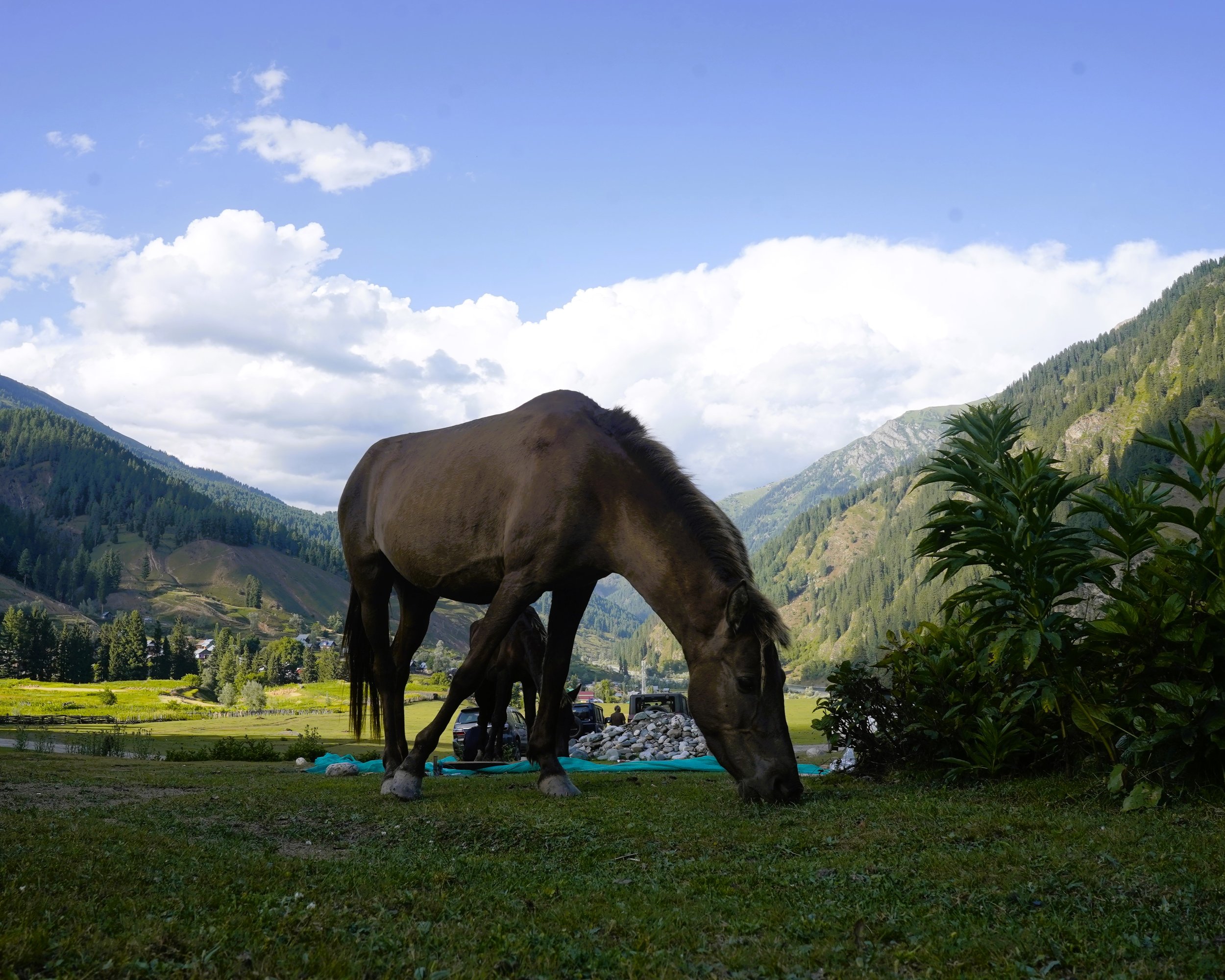 A Horse Grazing in Bagtore in Gurez