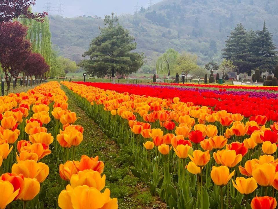 Kashmir Tulips 