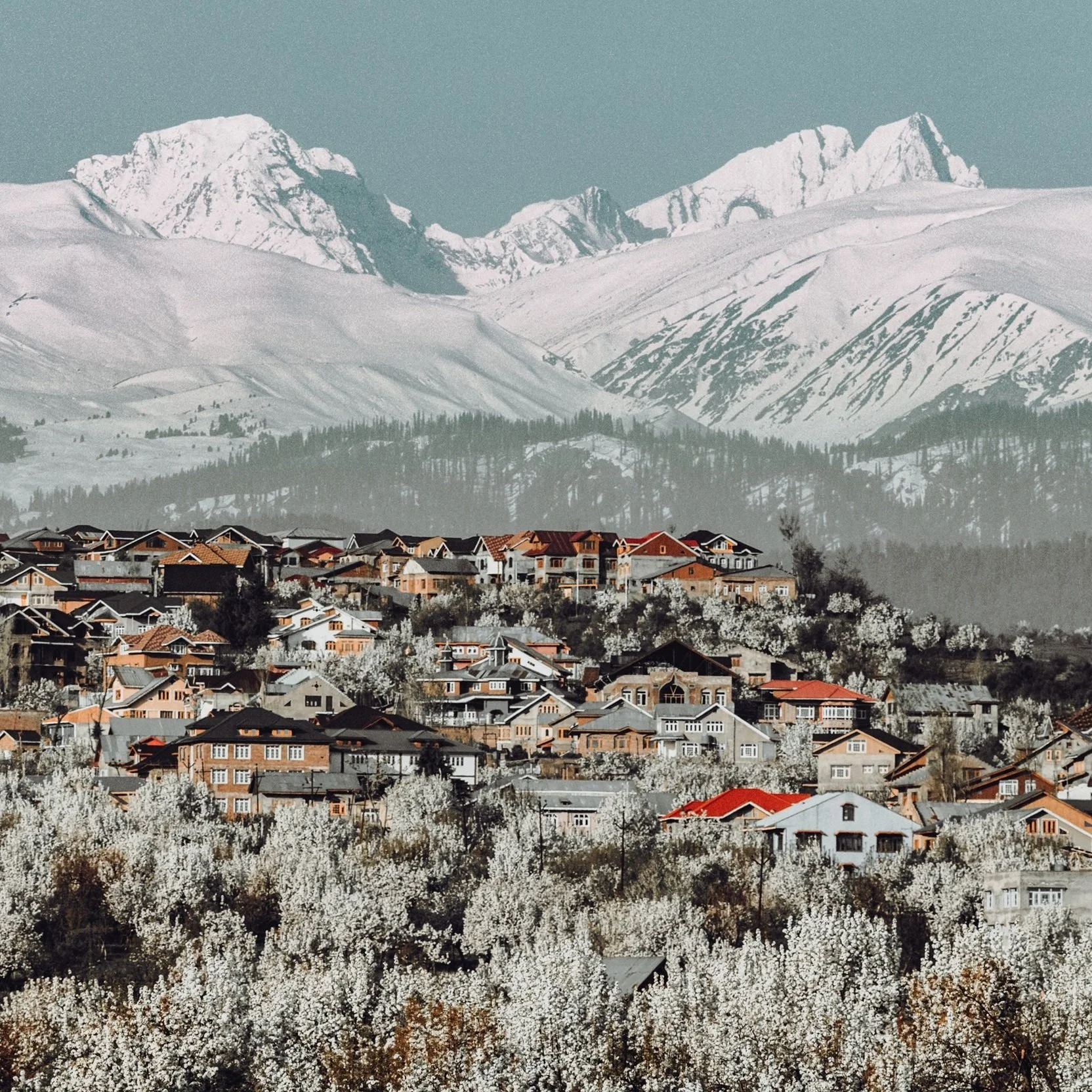 Kashmir Almond Bloom in Spring
