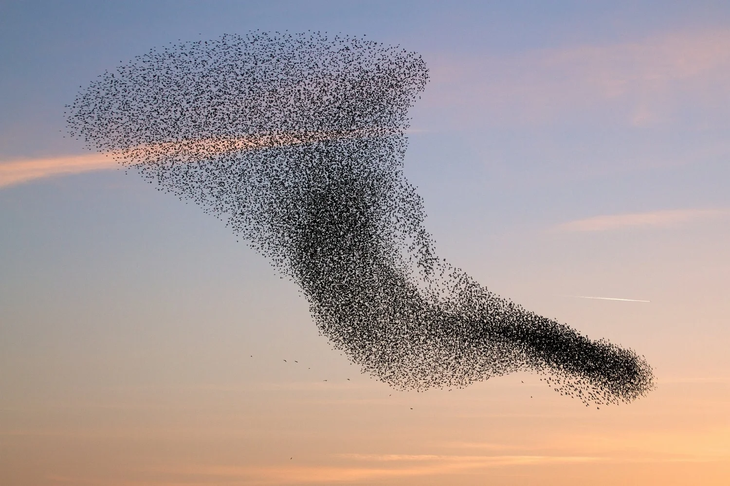 swarm2.jpg