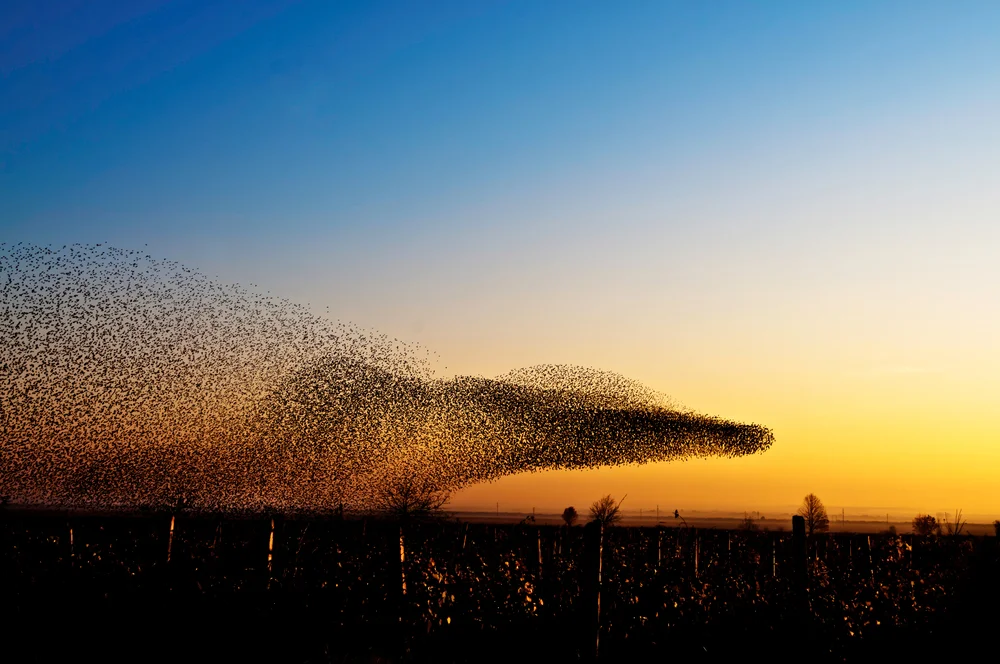 De meest wendbare organisatie volgt de wetten van de natuur