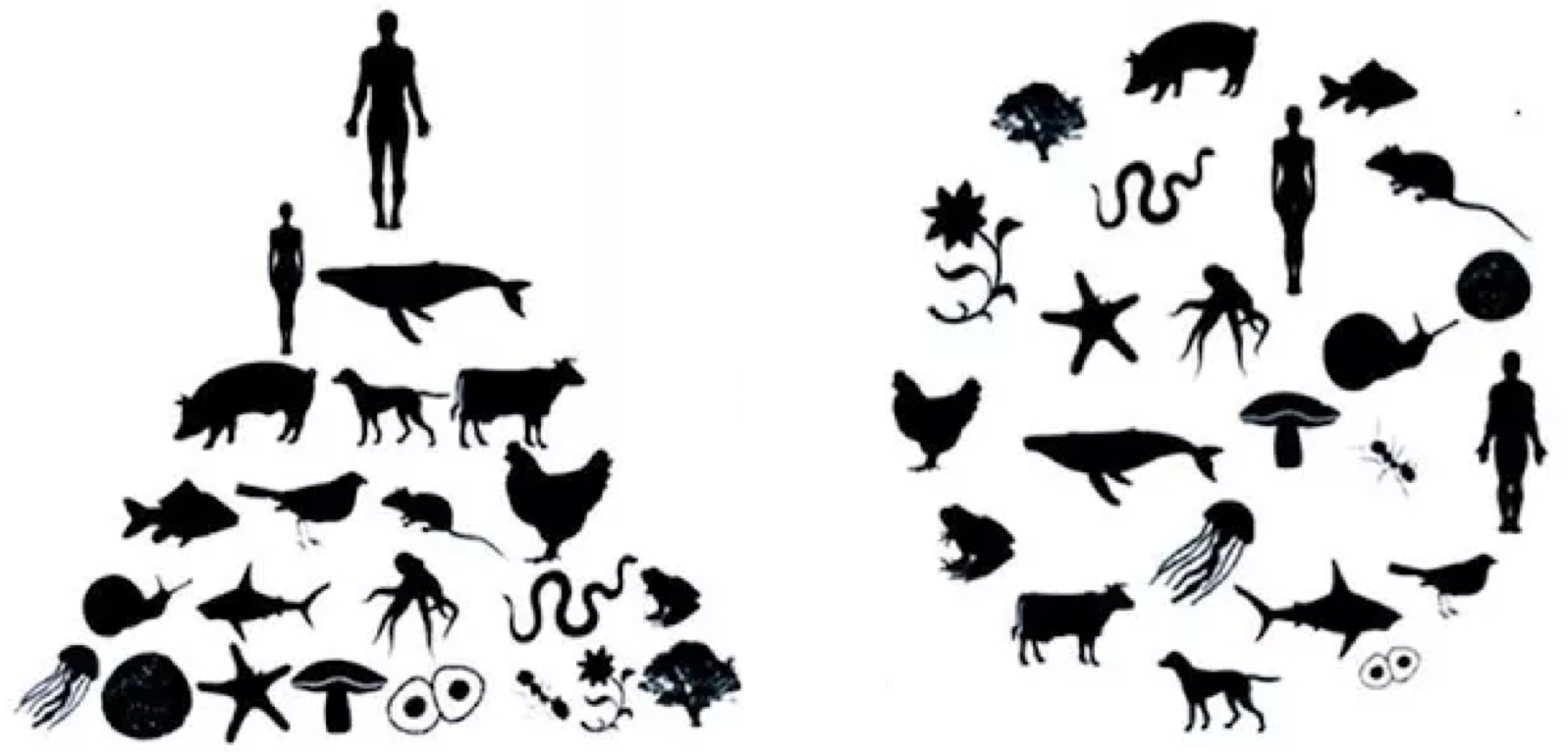 eco ego systeem.png