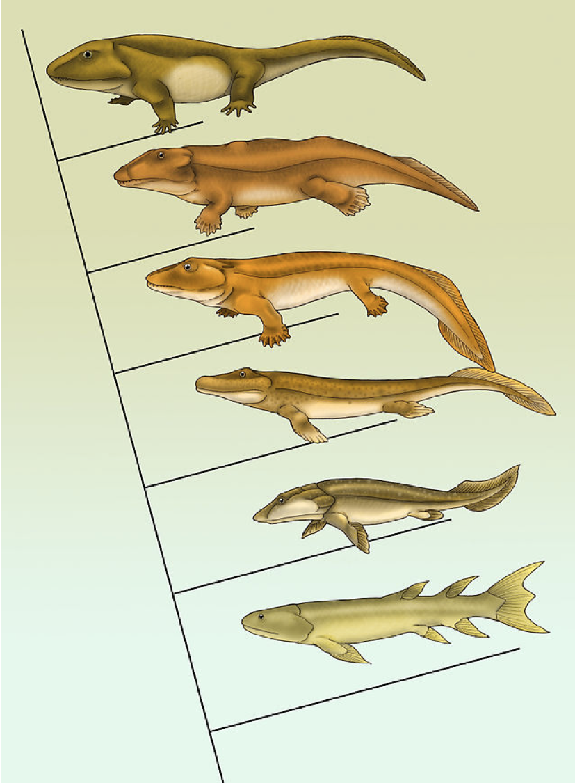 evolutie2.png