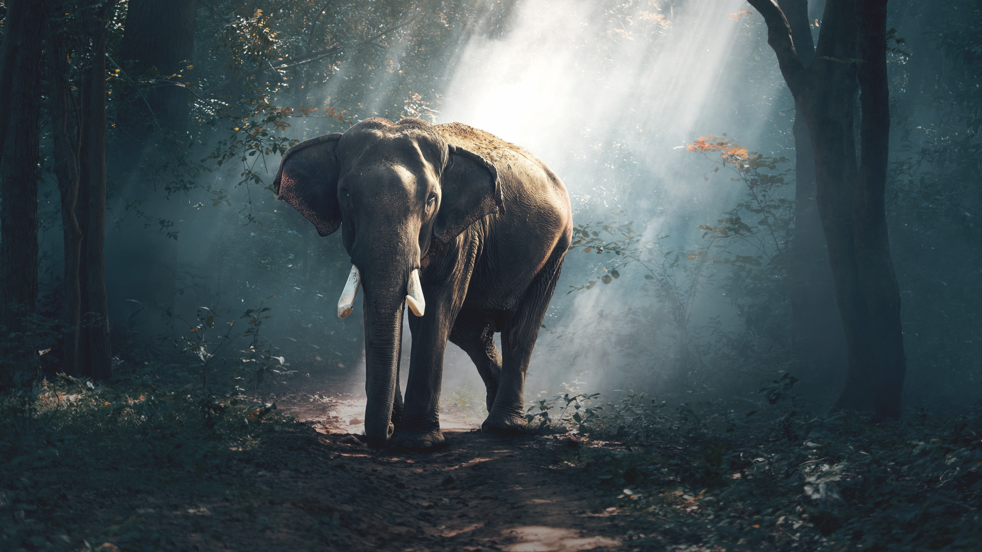olifant.png