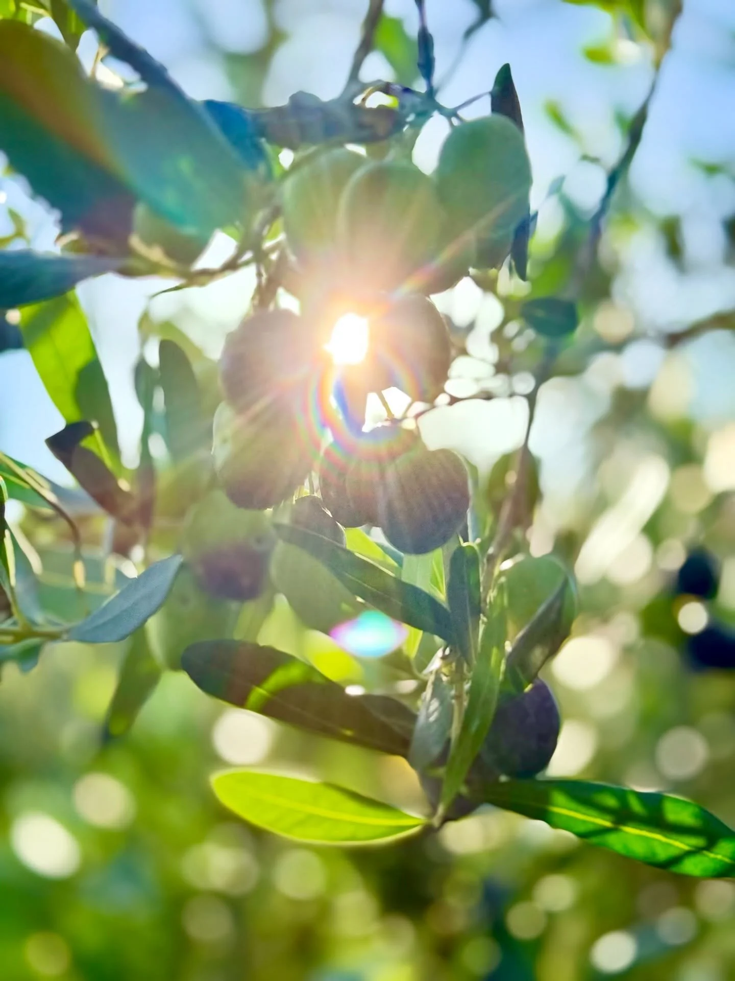 This week, the olive harvest started at Solta. A stay at Gone in October will take you to the olive fields to see if you master the hand harvesting skills.
#gonesolta
#olive #harvest #started
#travel #traveling #travelpics #travelInspiration 
#vacat