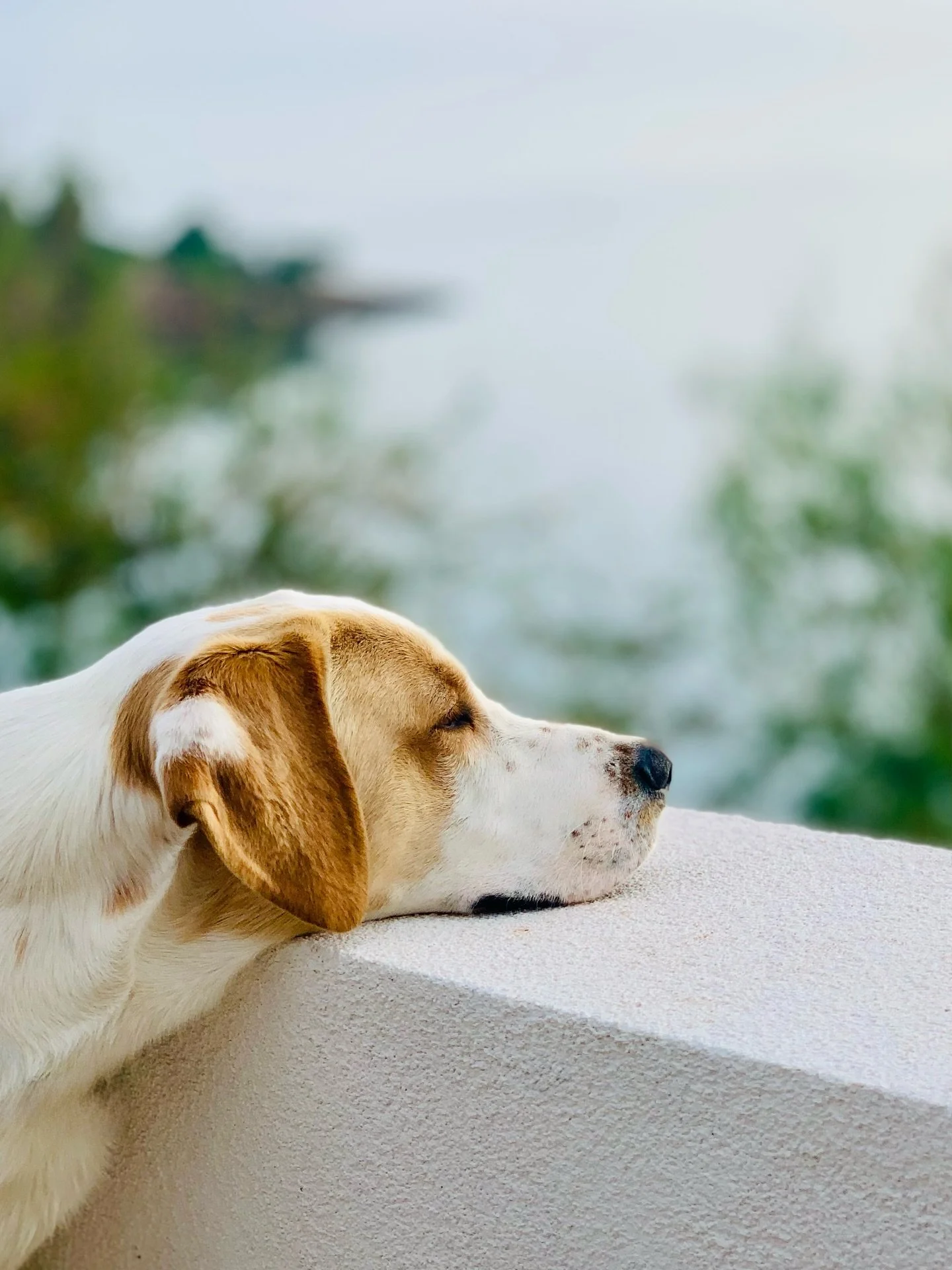 6 months - That&rsquo;s how long Polako needs to wait to welcome new guests at Gone again.

#gonesolta
#Polako #sixmonths #wait
#travel #traveling #travelpics #travelInspiration 
#vacation #vacations #vacationmode #vacationtime
#thebestdestinations #