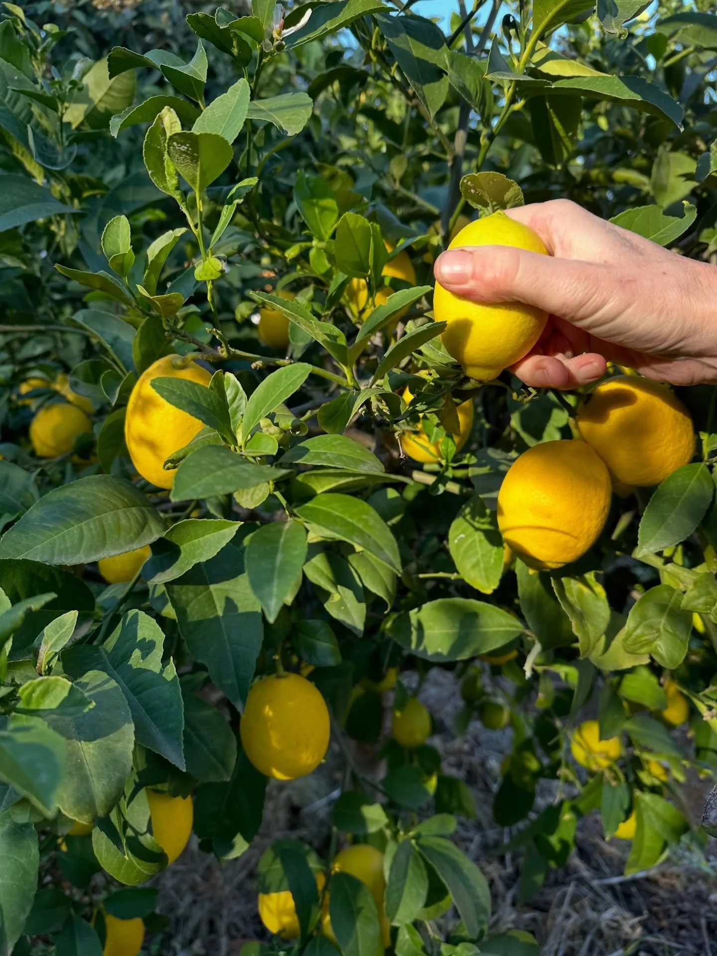 December is the harvest months for lemons at Solta. Pure Sunshine Citrus.

#gonesolta
#lemons #harvest #sunshine
#travel #traveling #travelpics #travelInspiration 
#vacation #vacations #vacationmode #vacationtime
#thebestdestinations #holiday #trip #