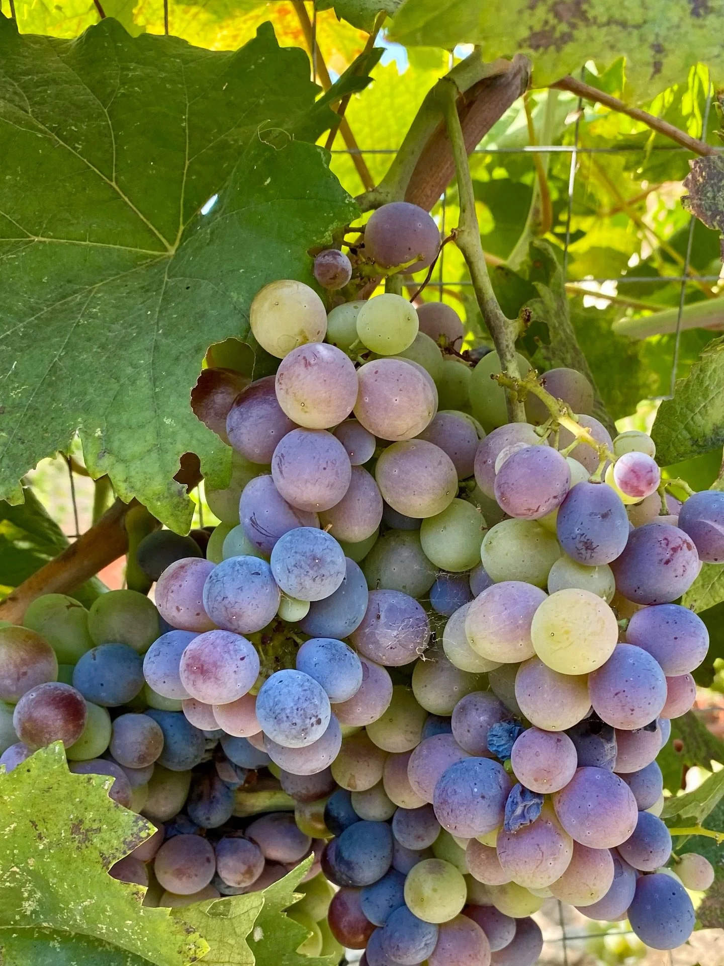 Zinfandel, the grape made famous by Californian vineyards, was actually originally from wine yards near Split. Together with a indigenous grape from Solta, they gave life to the Plavac Mali grape. Come taste both of them and decide which one is your 