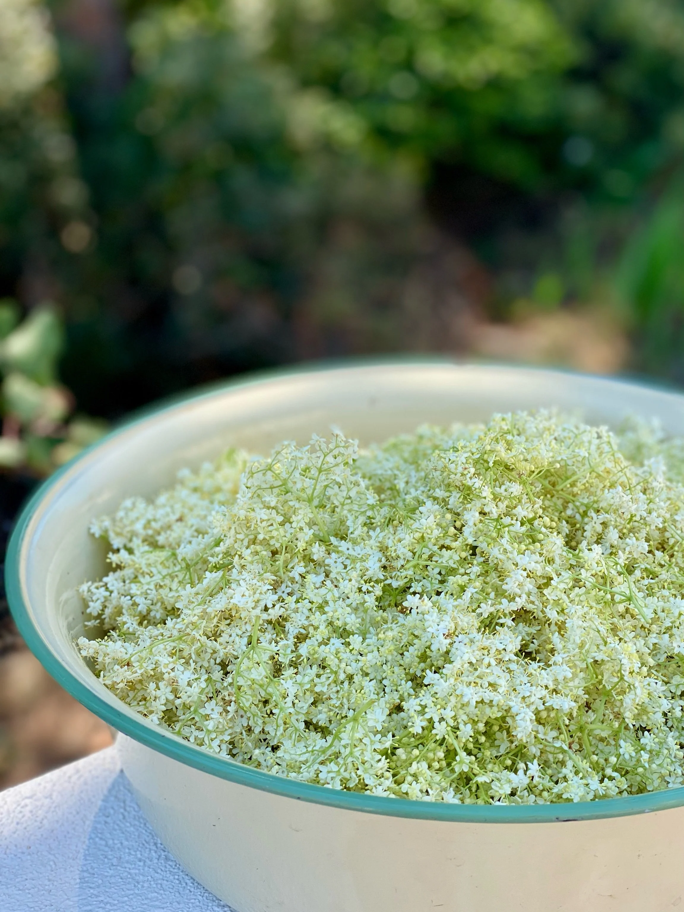 The elderflower is blooming - Time to bring out the big basket and harvest for homemade cordial and vinegar.

#travel #vacation #islandlife #croatia #dalmatia