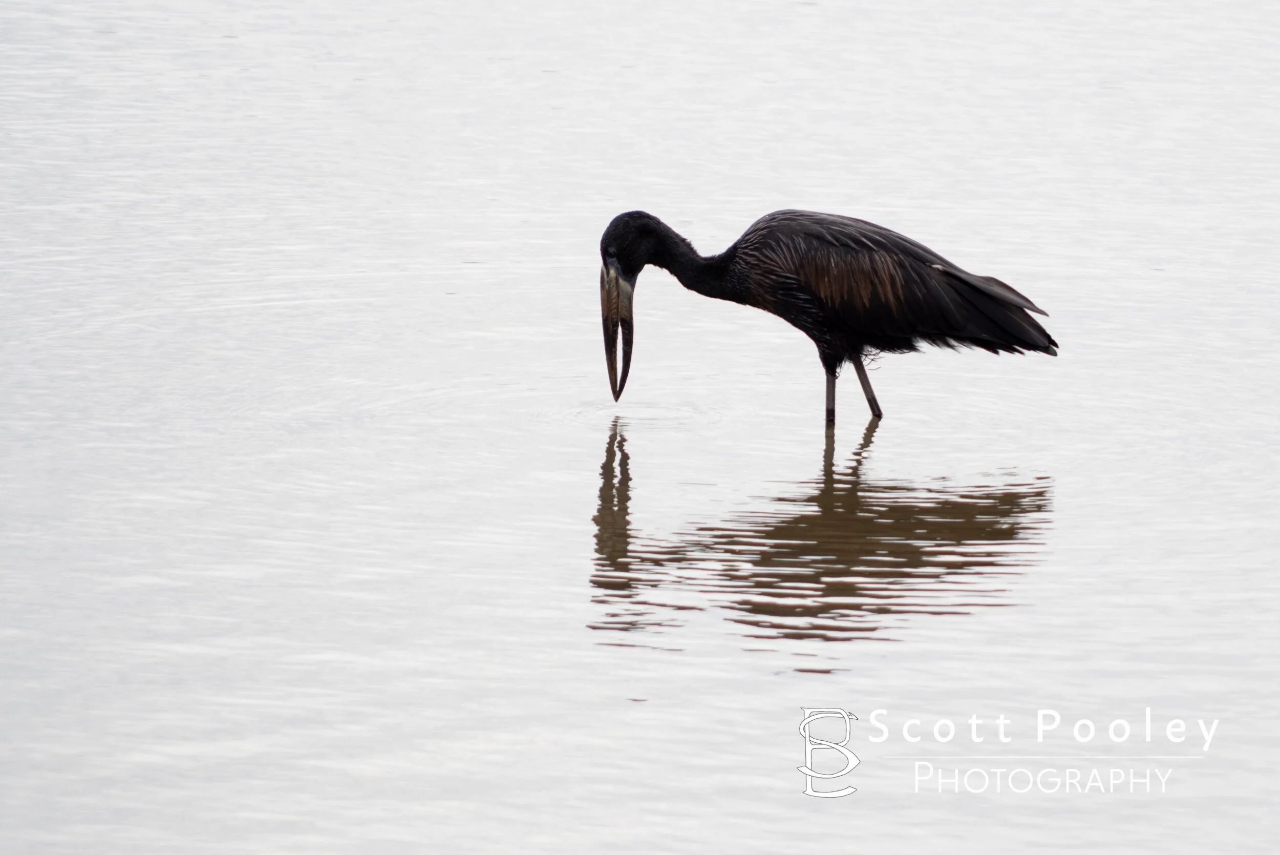 An Openbill Stork Fishing