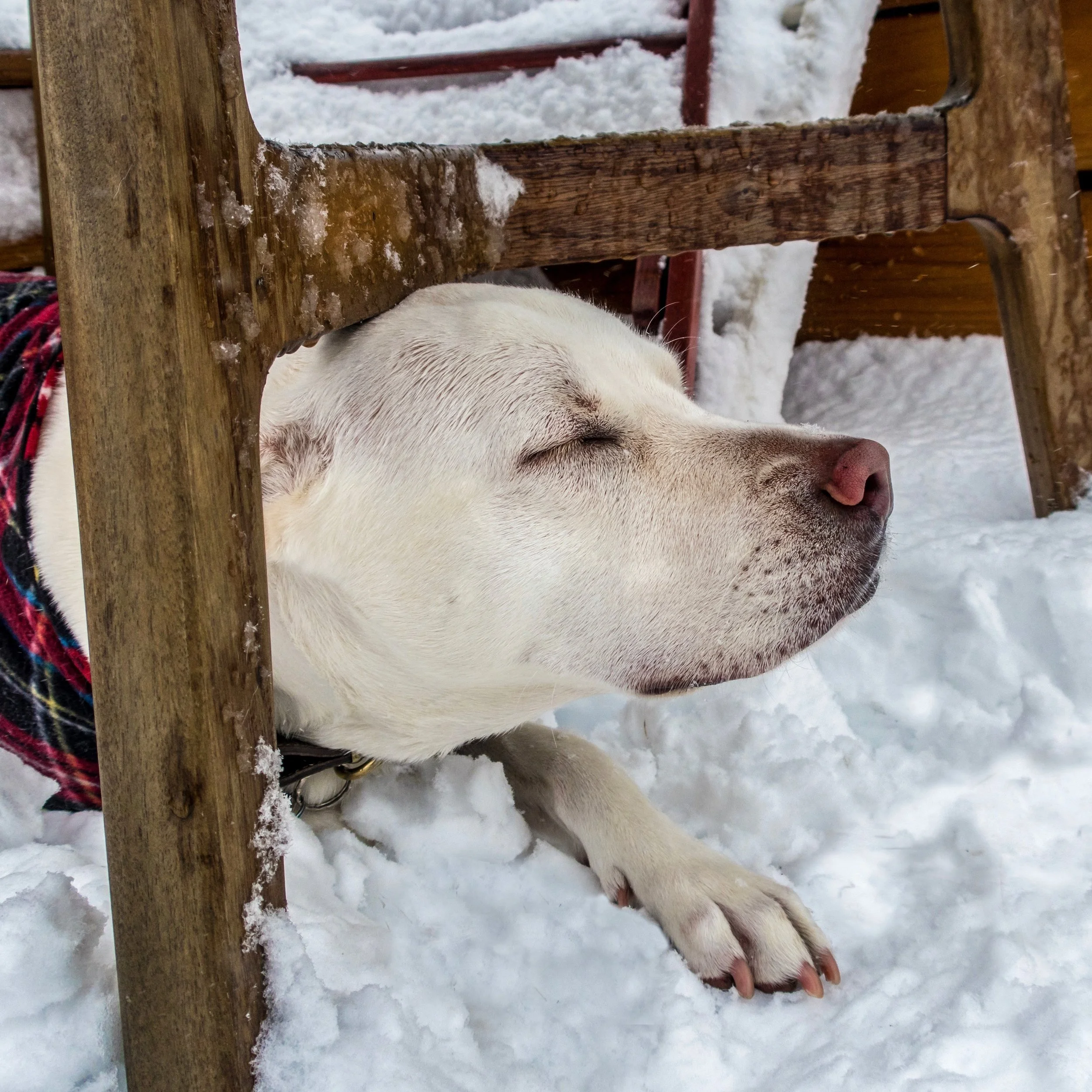 Basking In The Snow