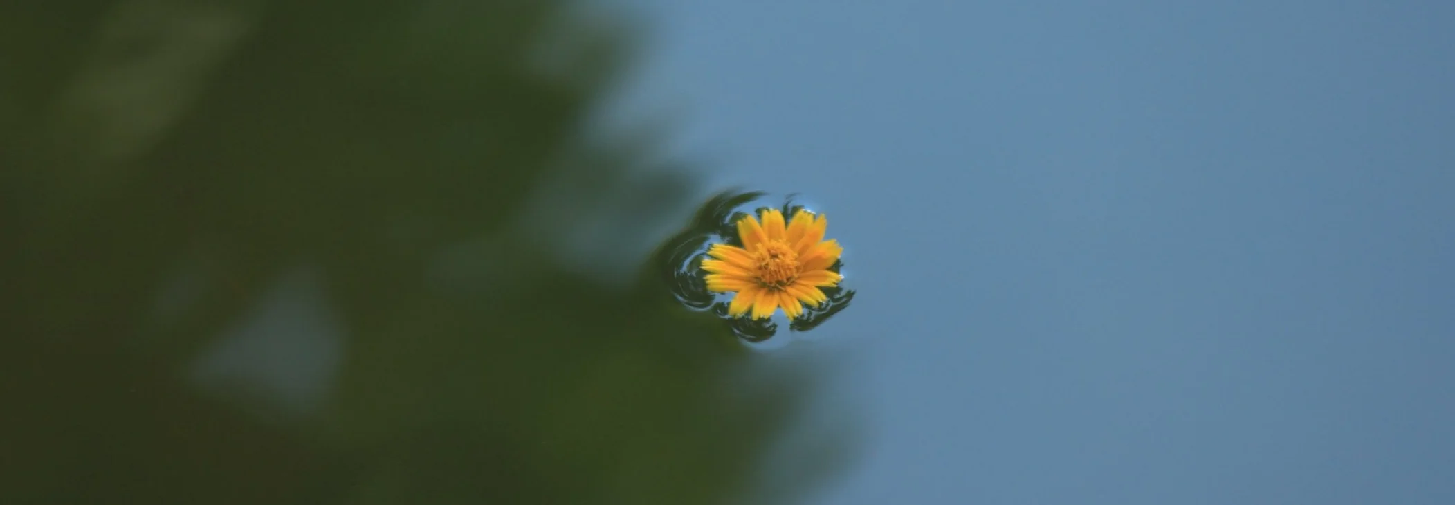 pond with daisy   marcus-dall-col-6038.jpg