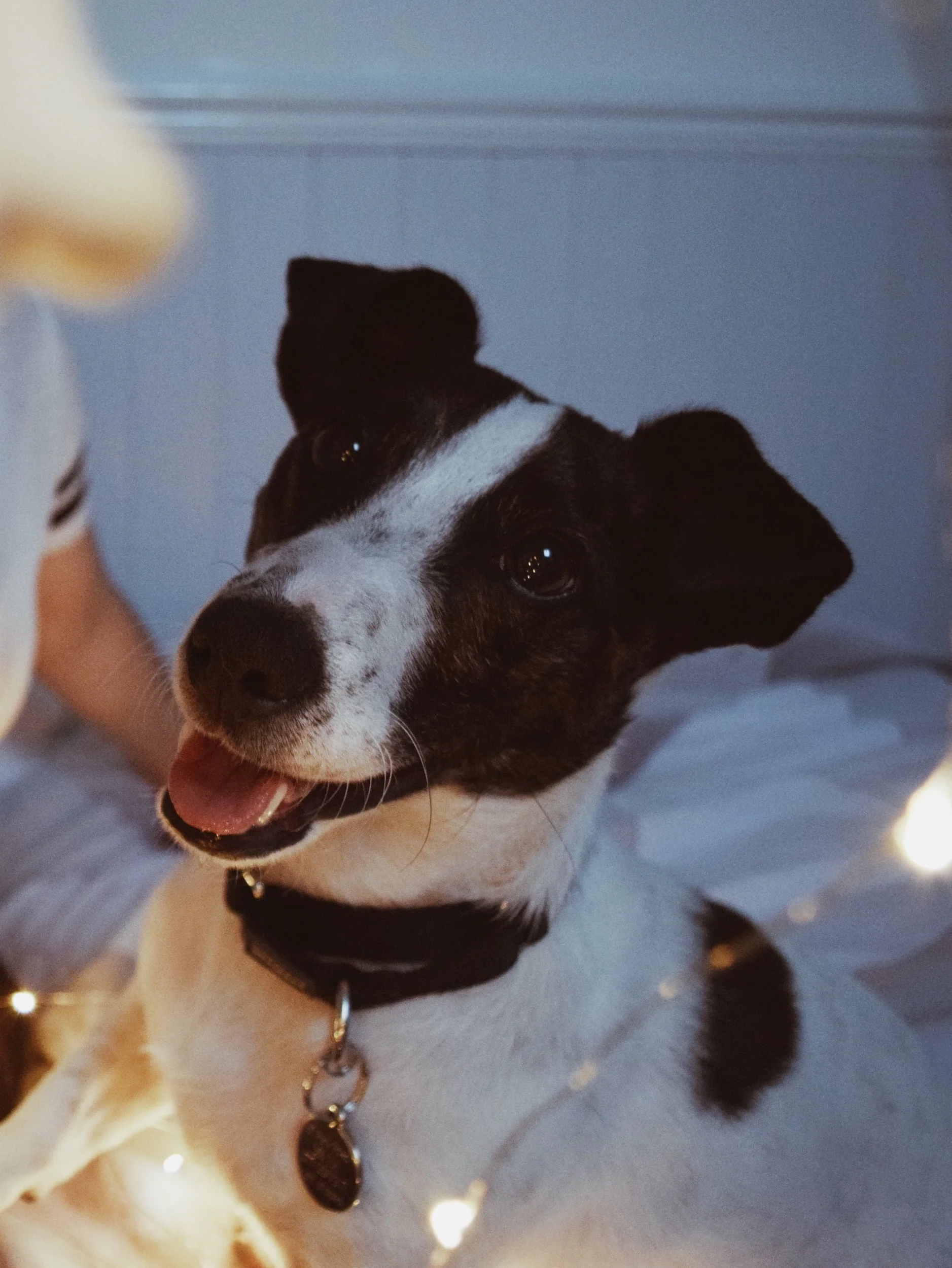 We are now the proud owners of Matisse, our lovely Jack Russell. He's a rescue dog from the fantastic charity, Rain Rescue. We were fortunate enough to be able to adopt him and welcome him to his forever home and now he's a wonderful, much loved member of the family.