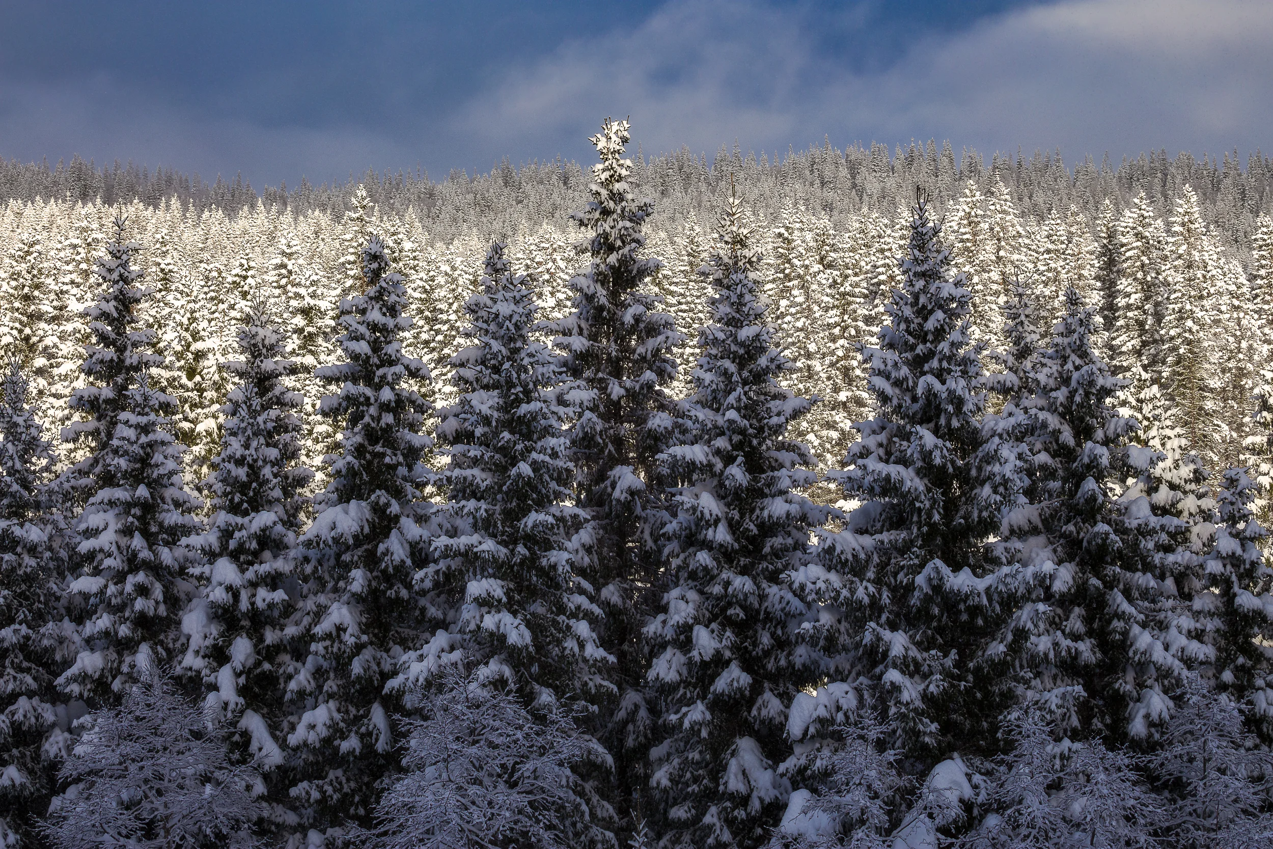 _MG_5608-Edit.jpg