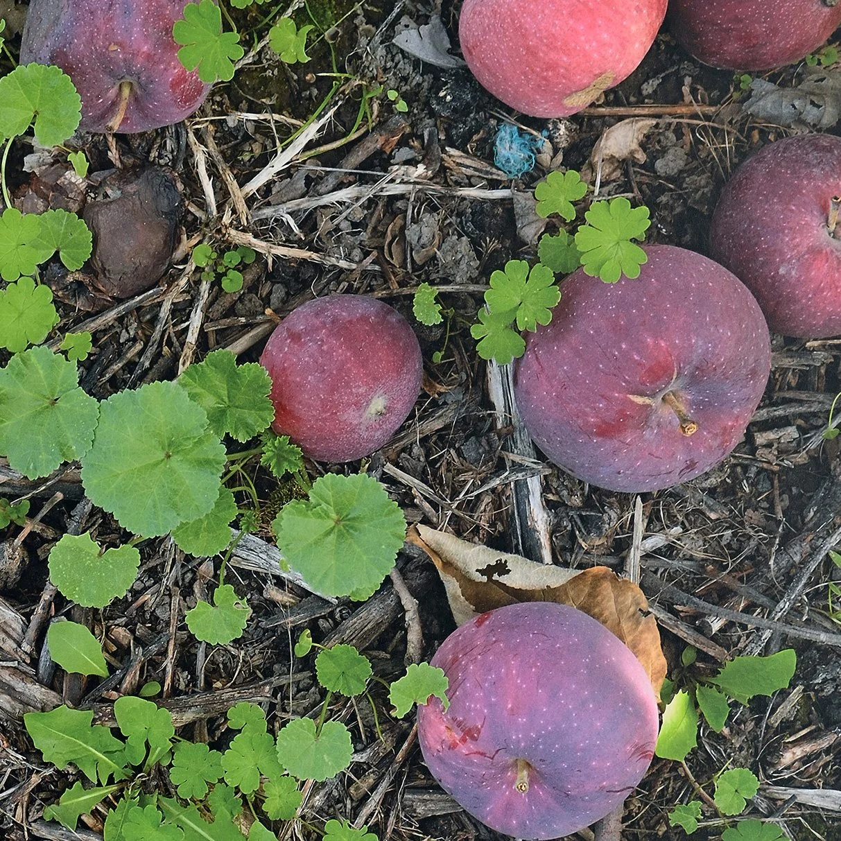 Dikeakos apples.jpg
