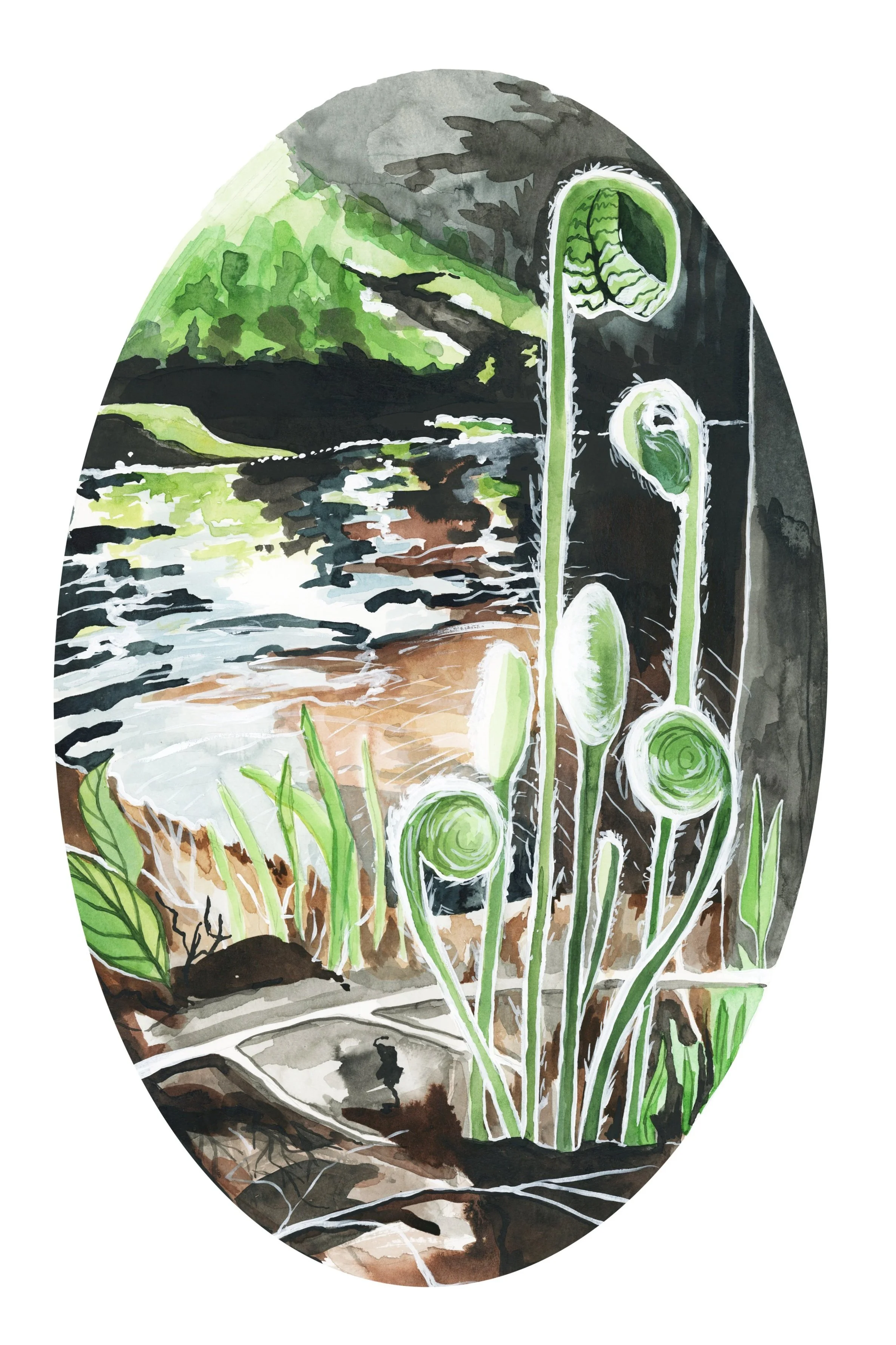 11x17+fiddlehead.jpg