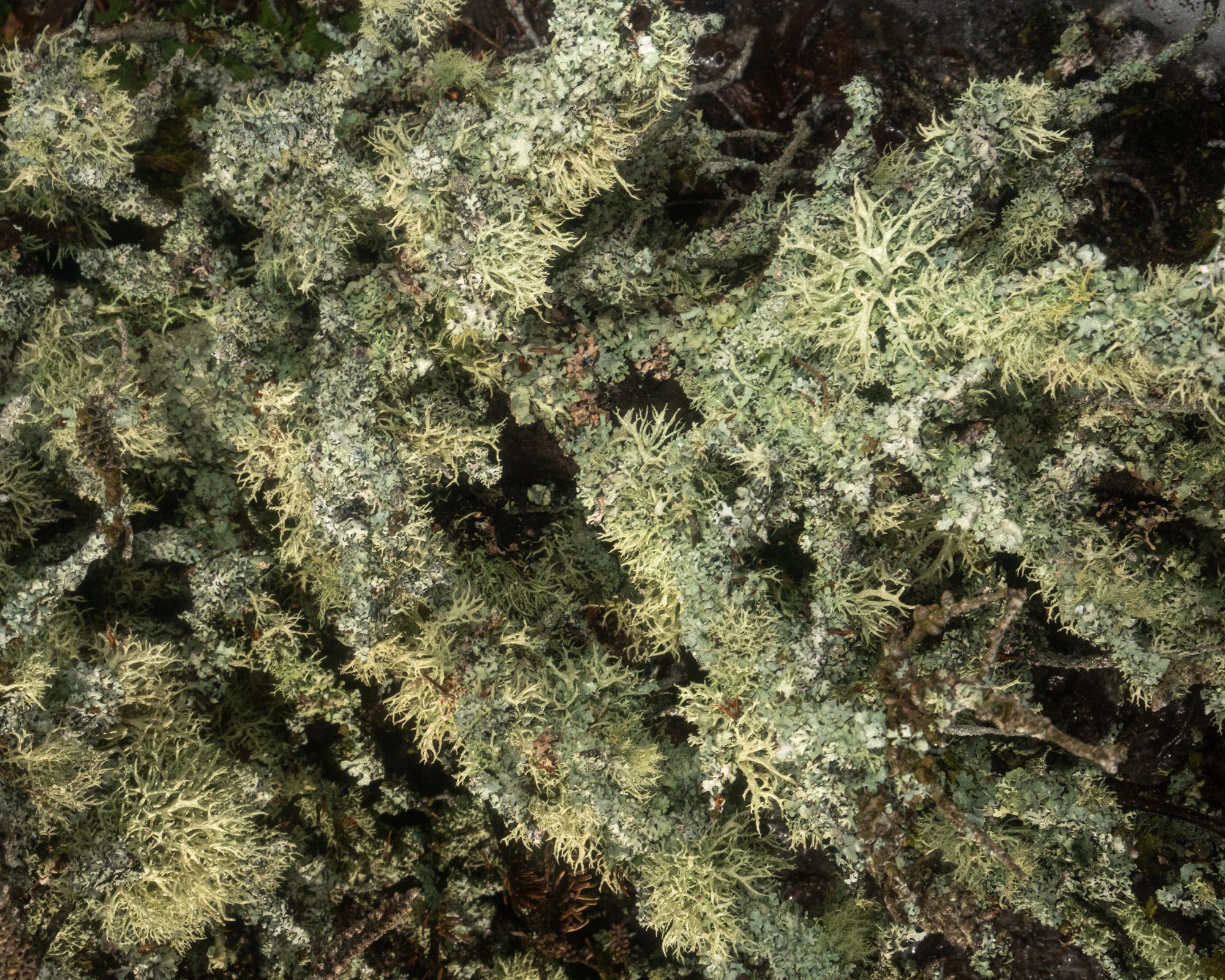 lichen19.jpg