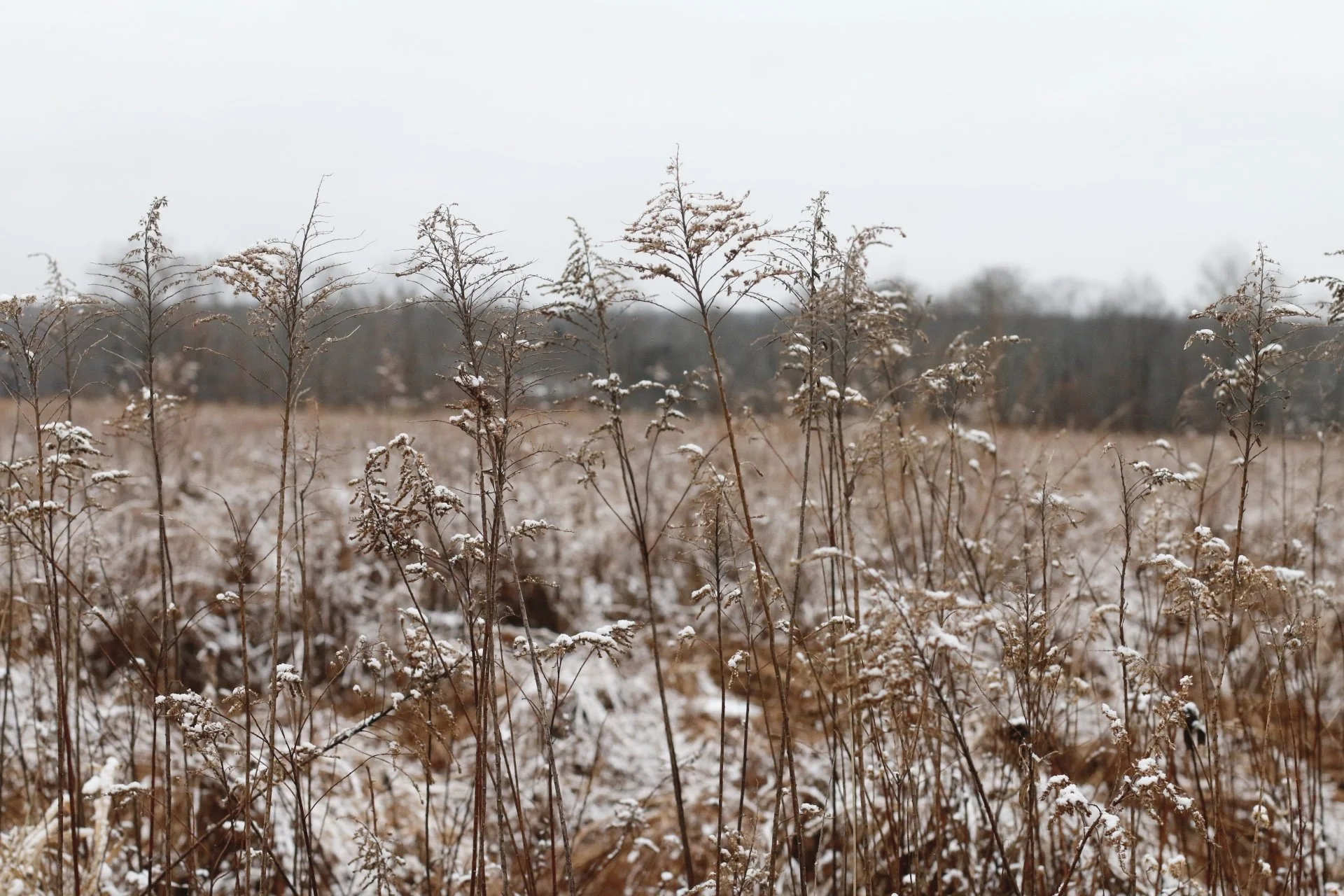 _MG_5301.JPG