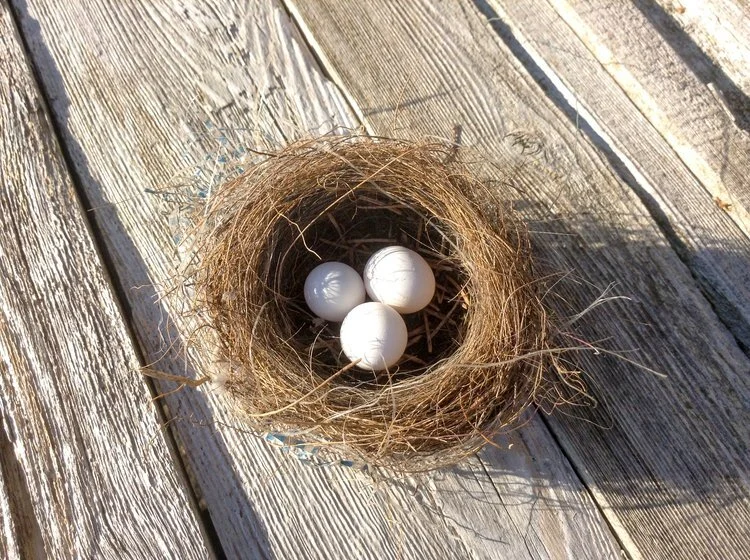 Eggs in bird nest Image credit karen-ciocca.jpeg