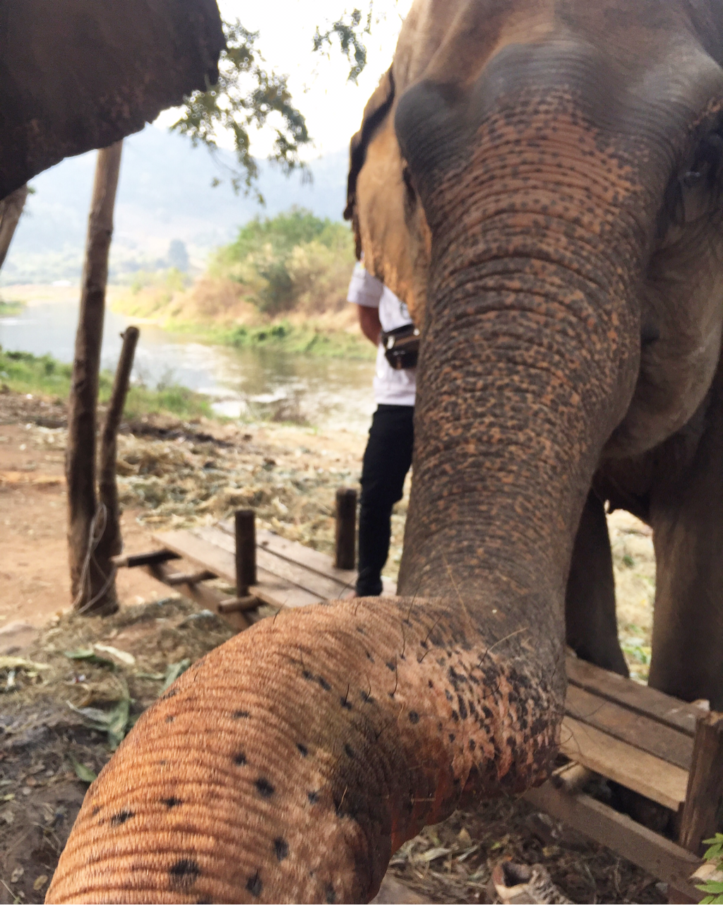 elephant-nature-park.png