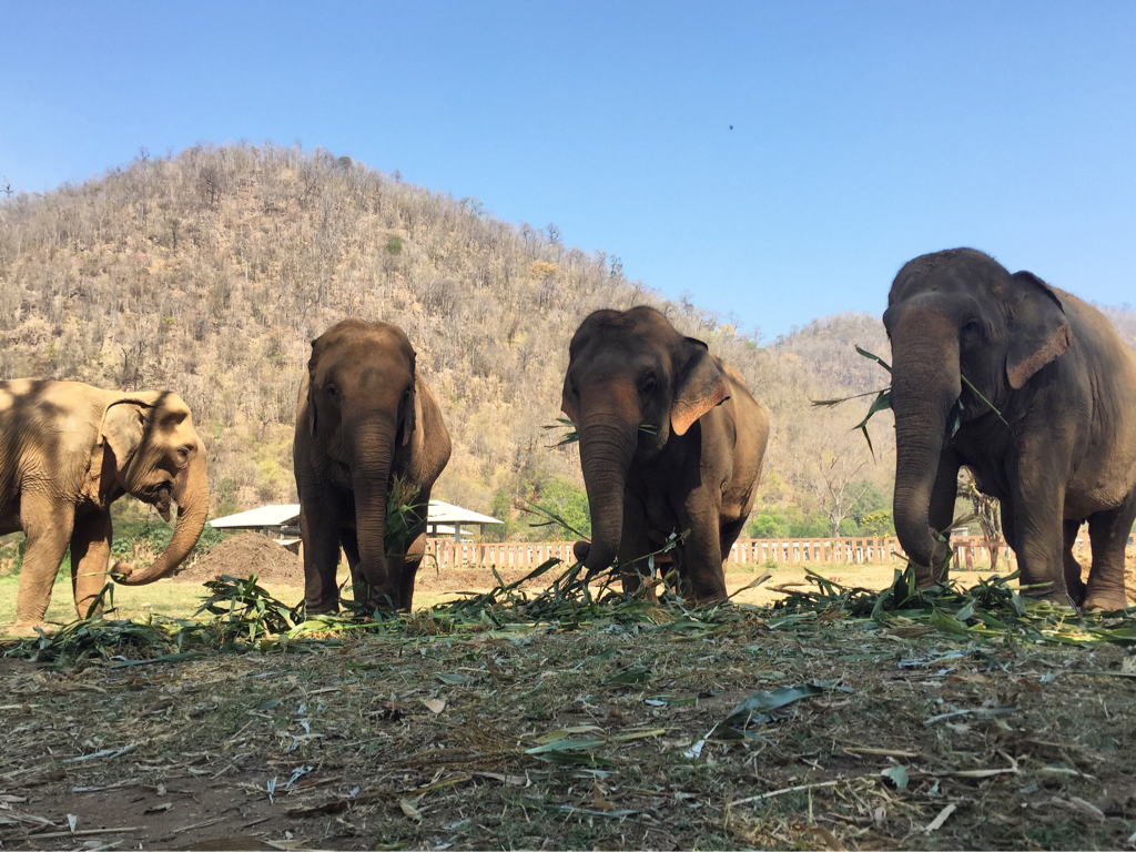 elephant-nature-park.png