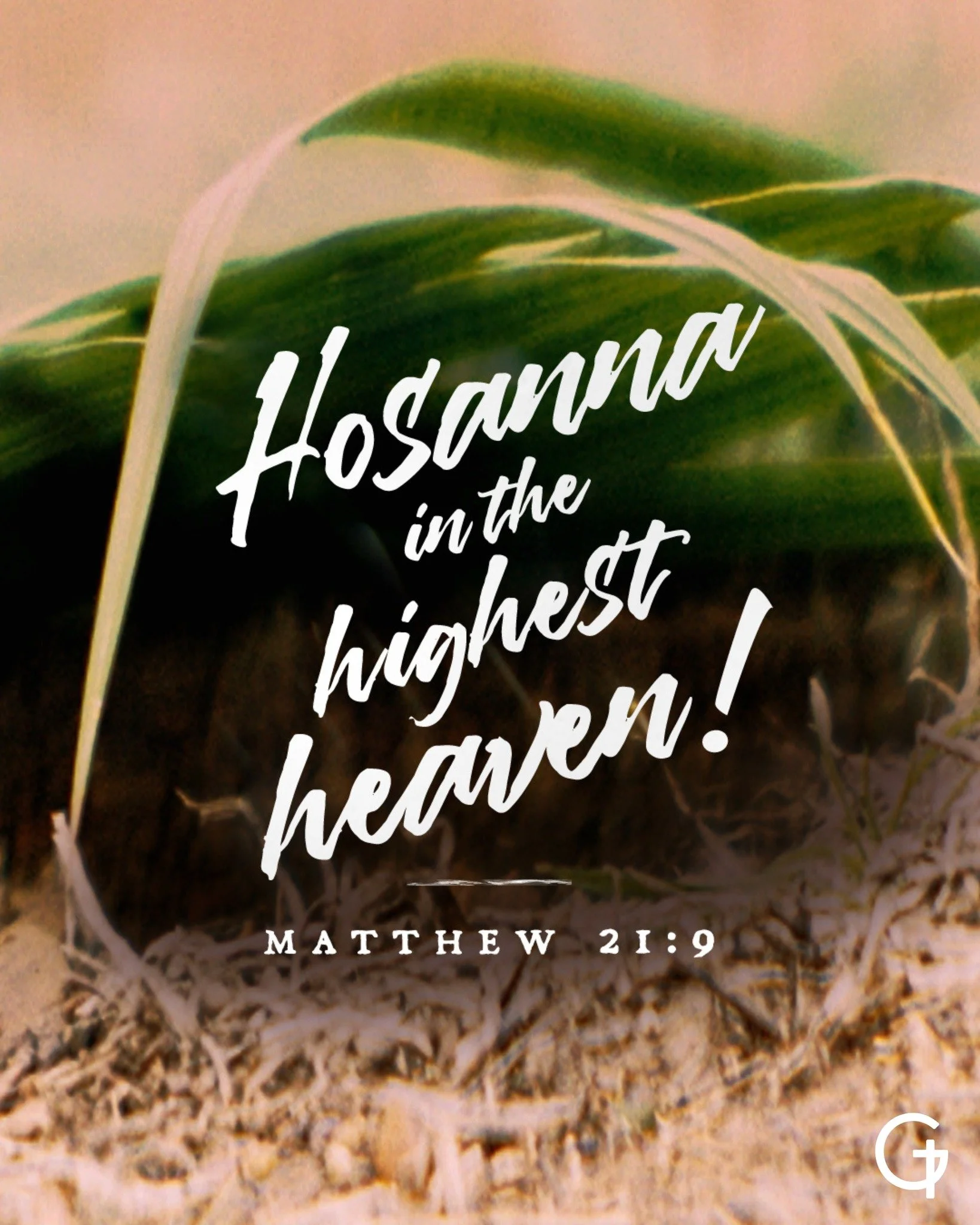 Hosanna in the highest 🌿
The King has come&hellip; and the road to the cross begins.