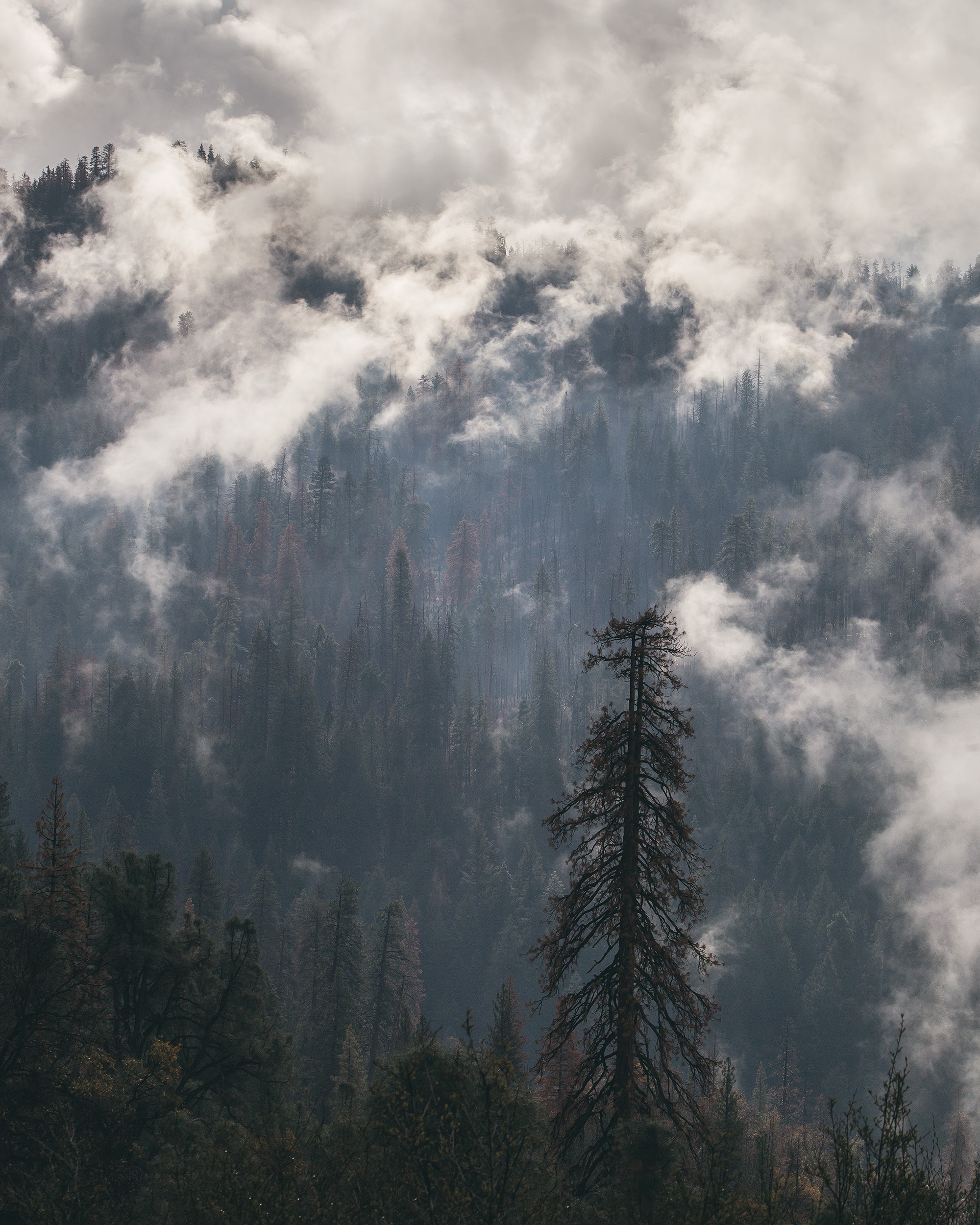 yos_trees_portrait_2.jpg