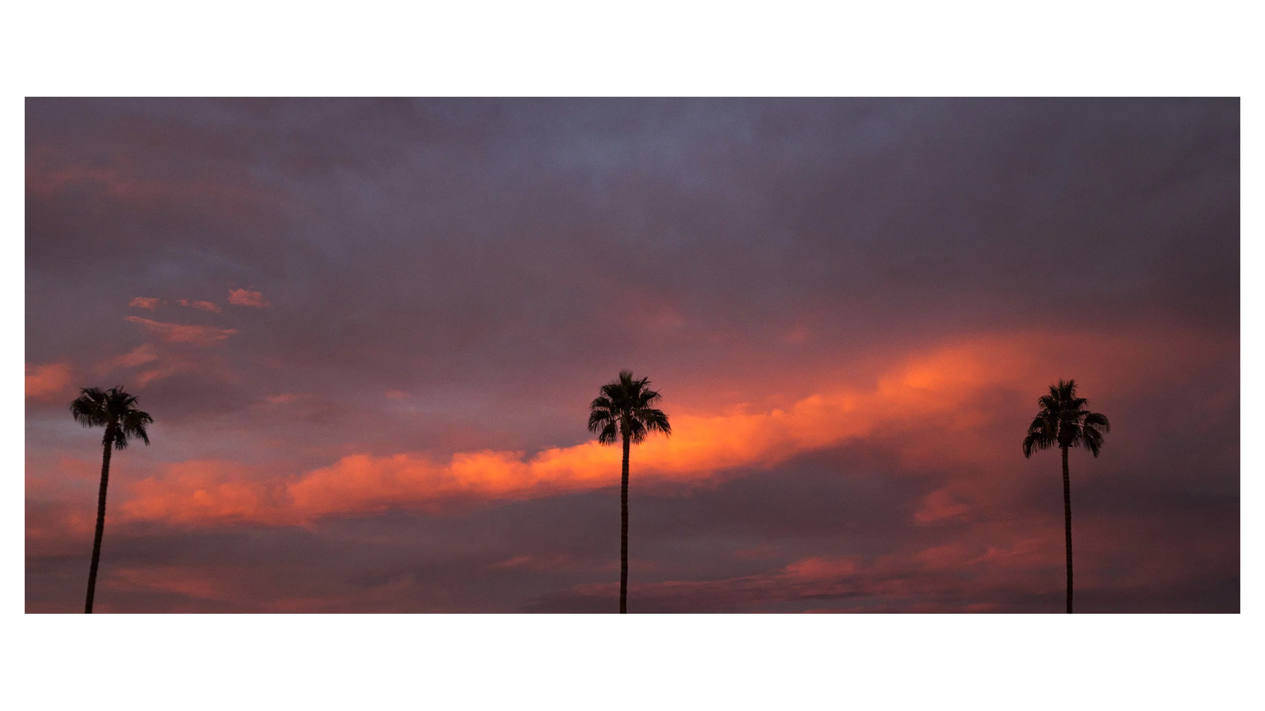 palmsprings_sunset_trees_again.jpg