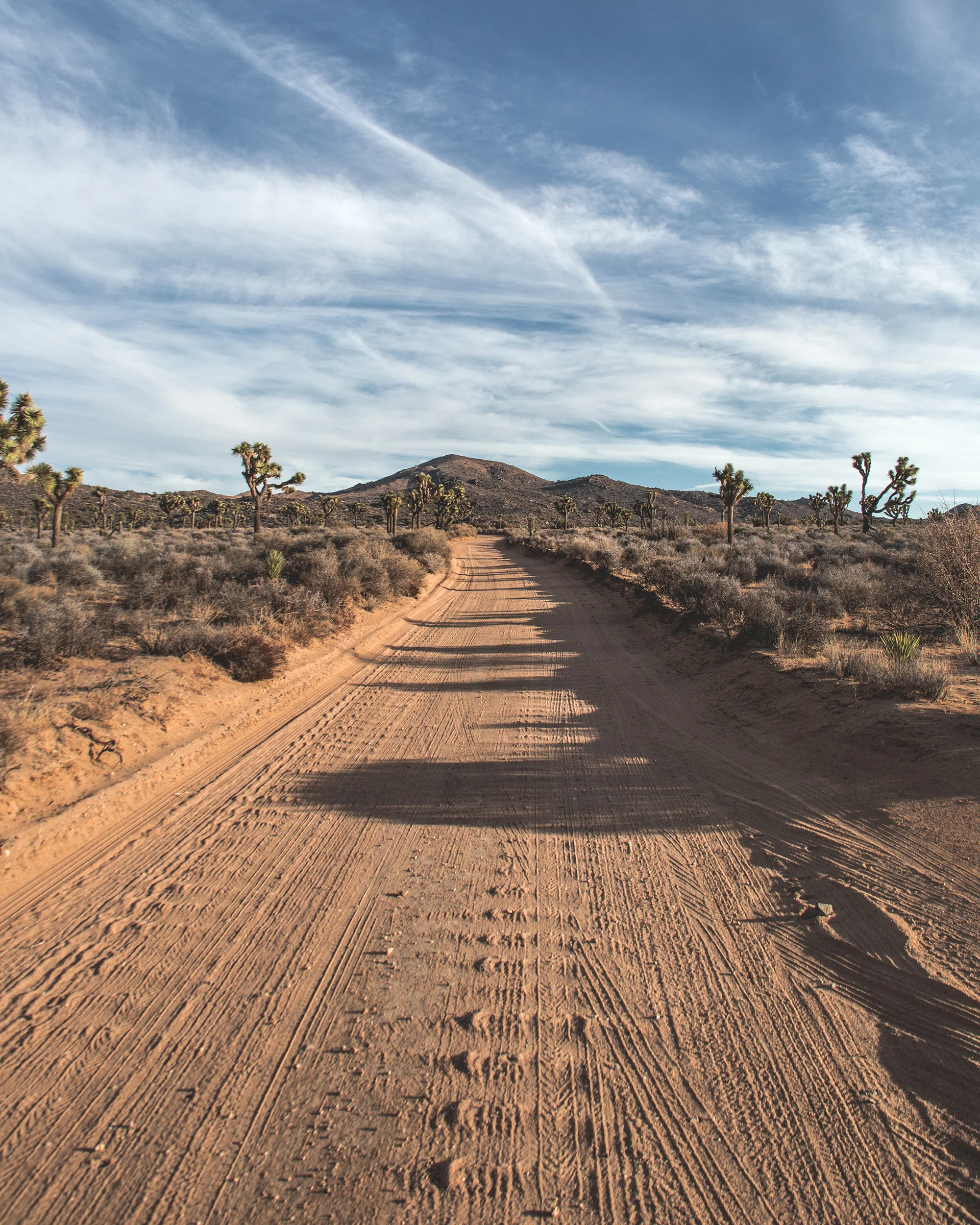 joshua_tree_dustyTrail.jpg