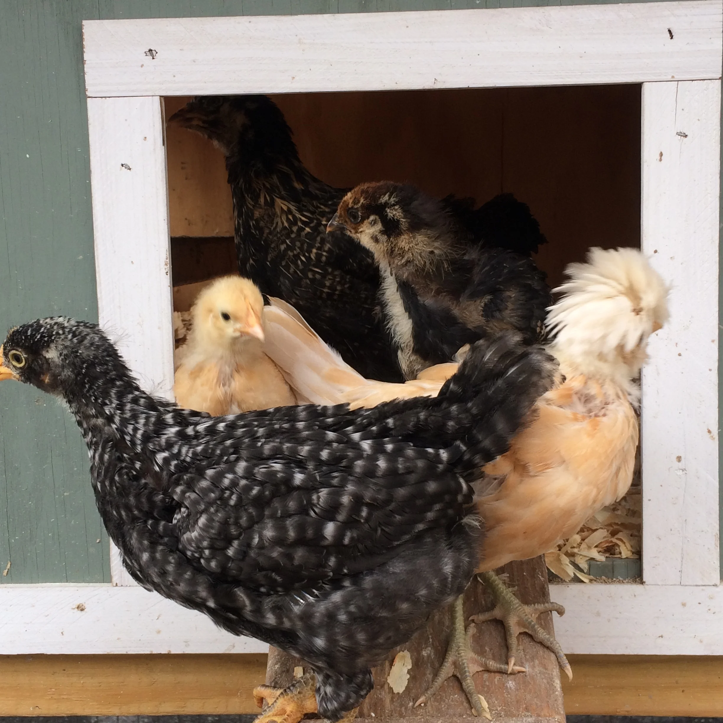 Exploring the Coop