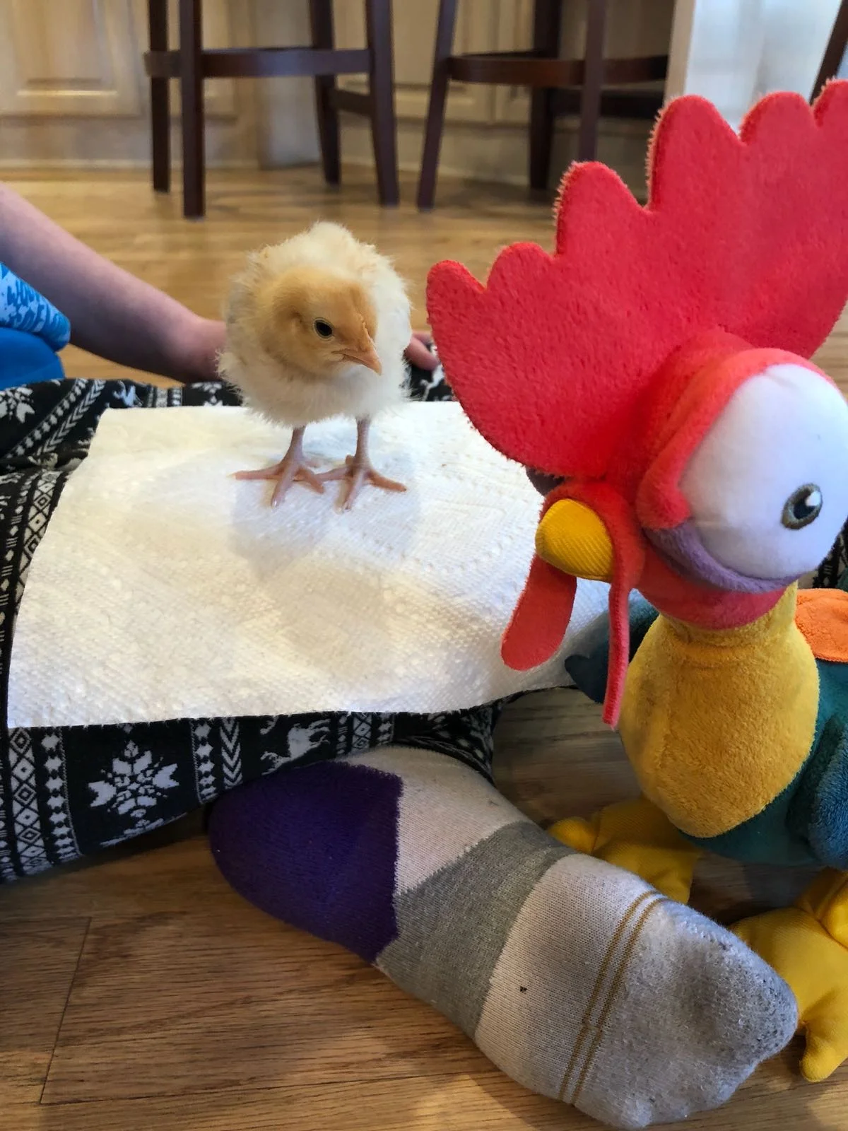 Chickie Sitting