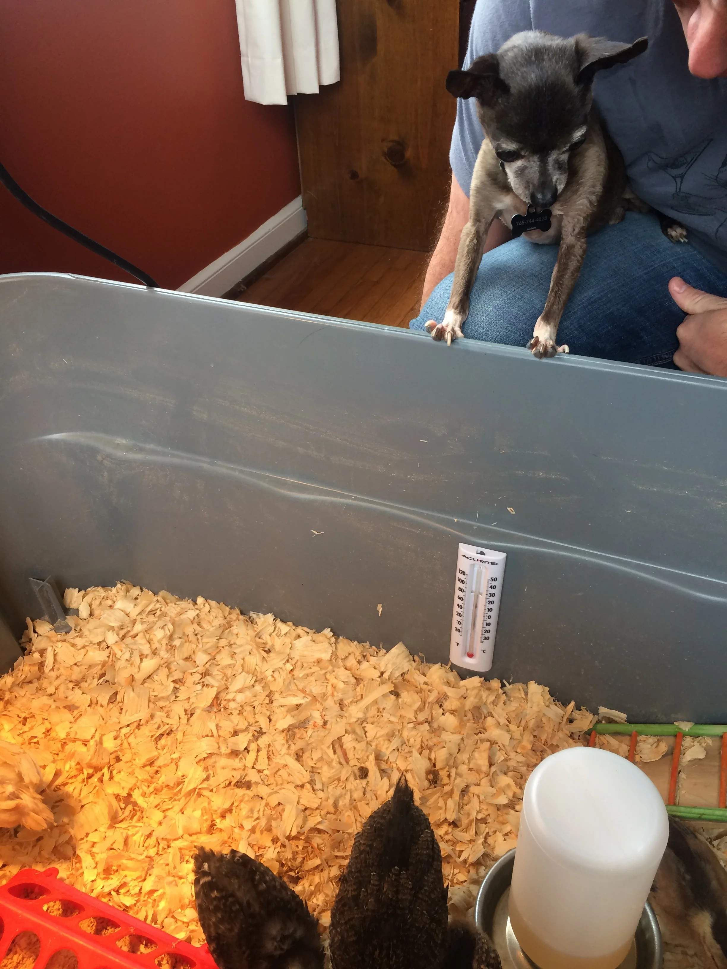 Meeting the Siblings: Rennie