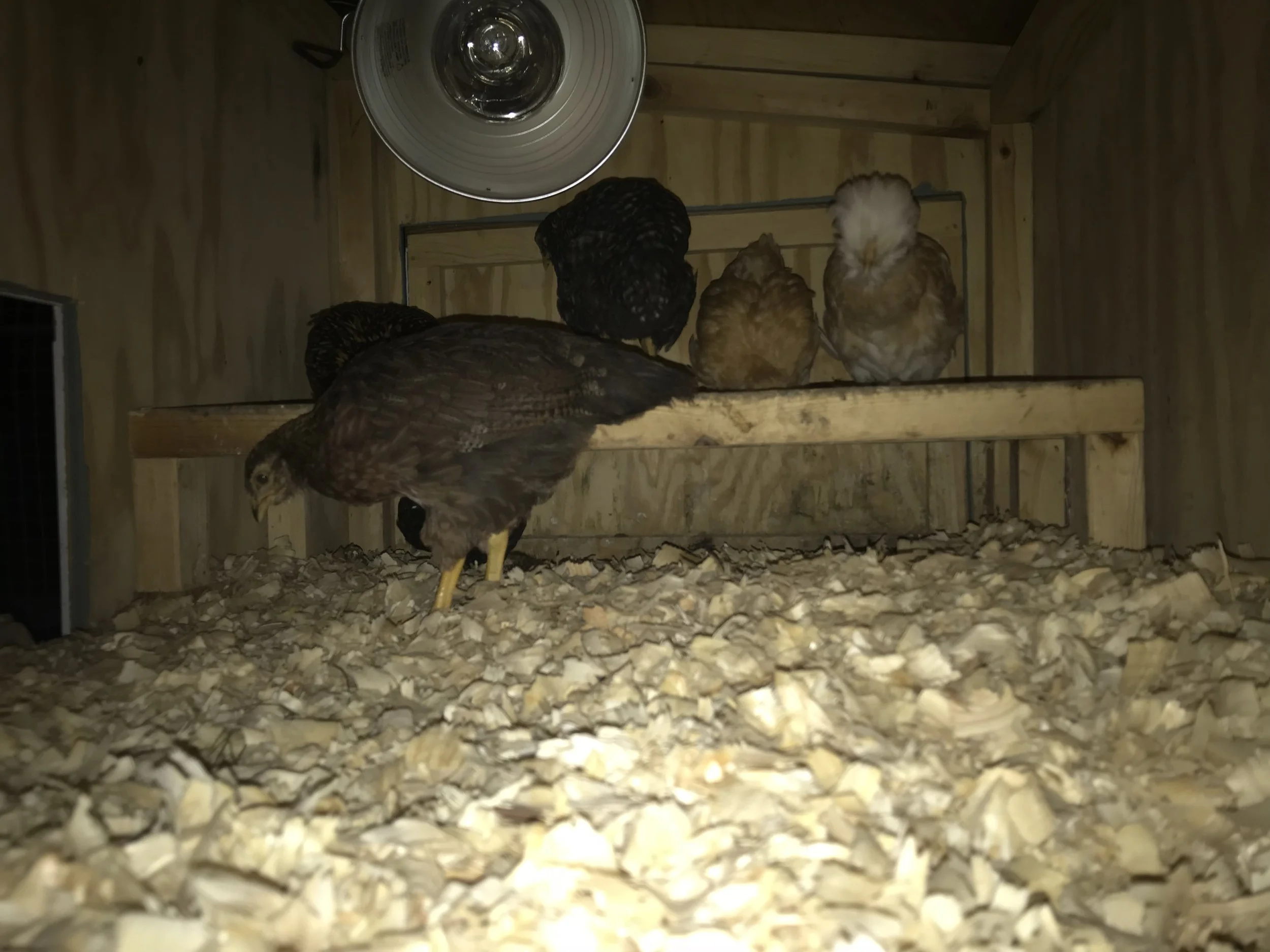 First Overnight in Coop