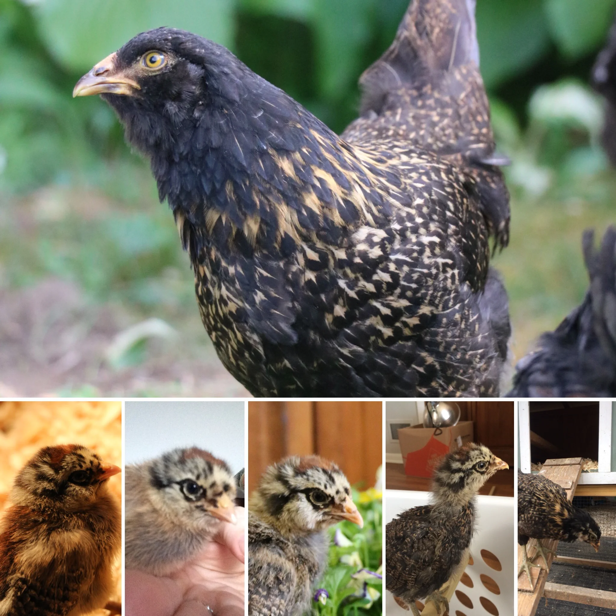 10 Week Hatch Day Update: Mae