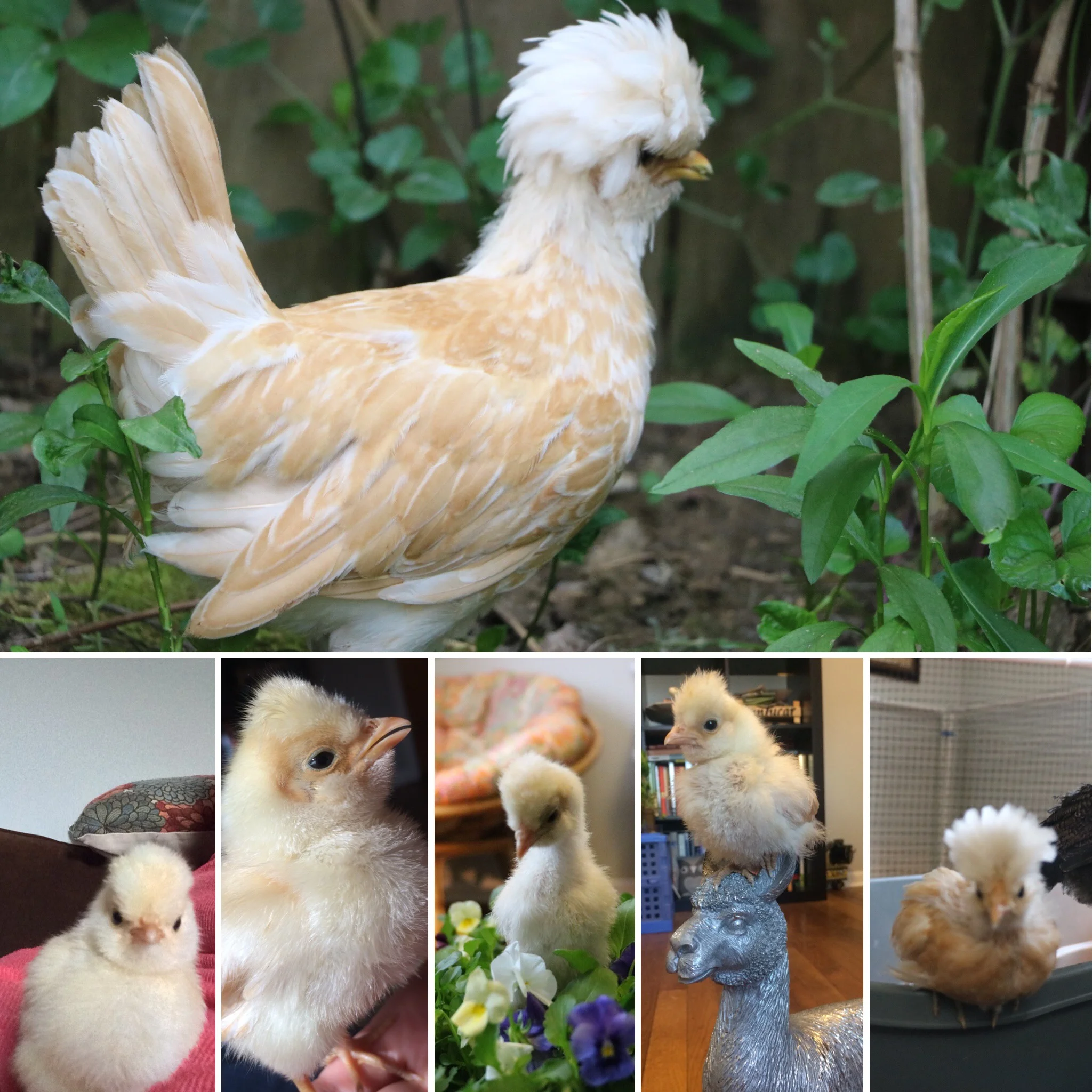 10 Week Hatch Day Update: Amelia