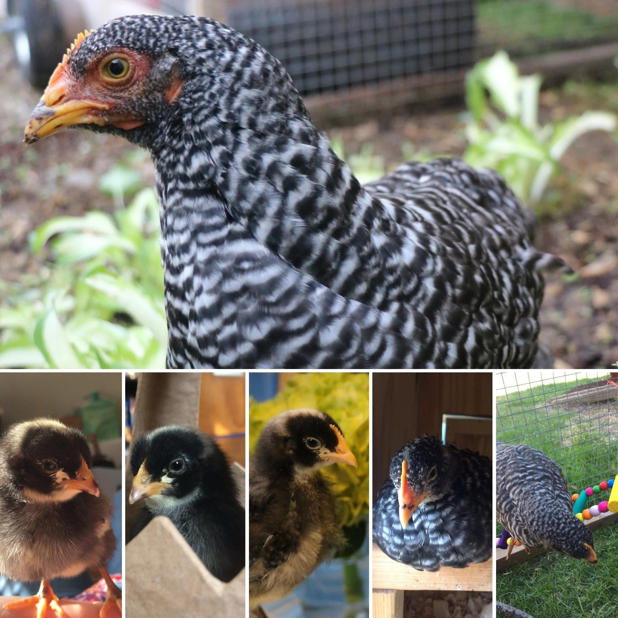 10 Week Hatch Day Update: Vera