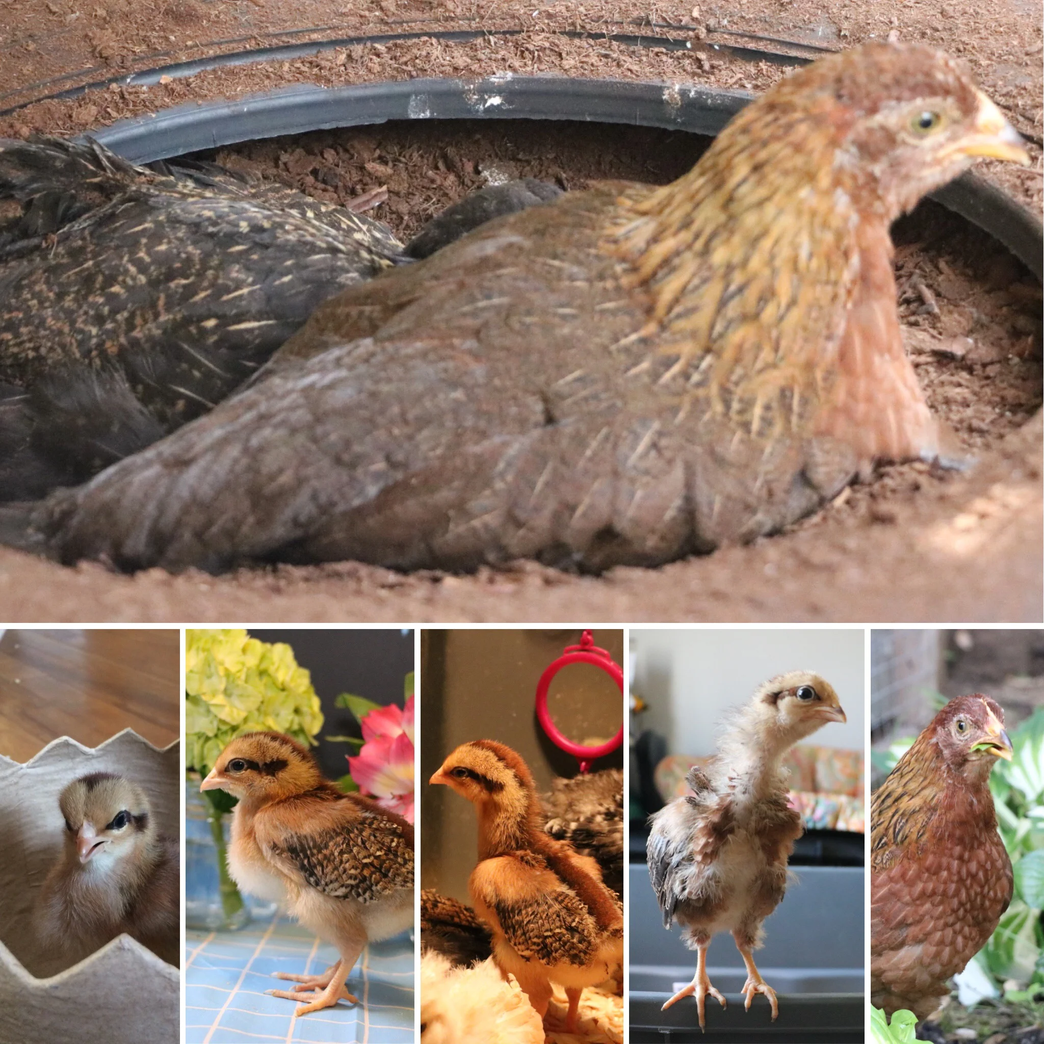 10 Week Hatch Day Update: Gerty 