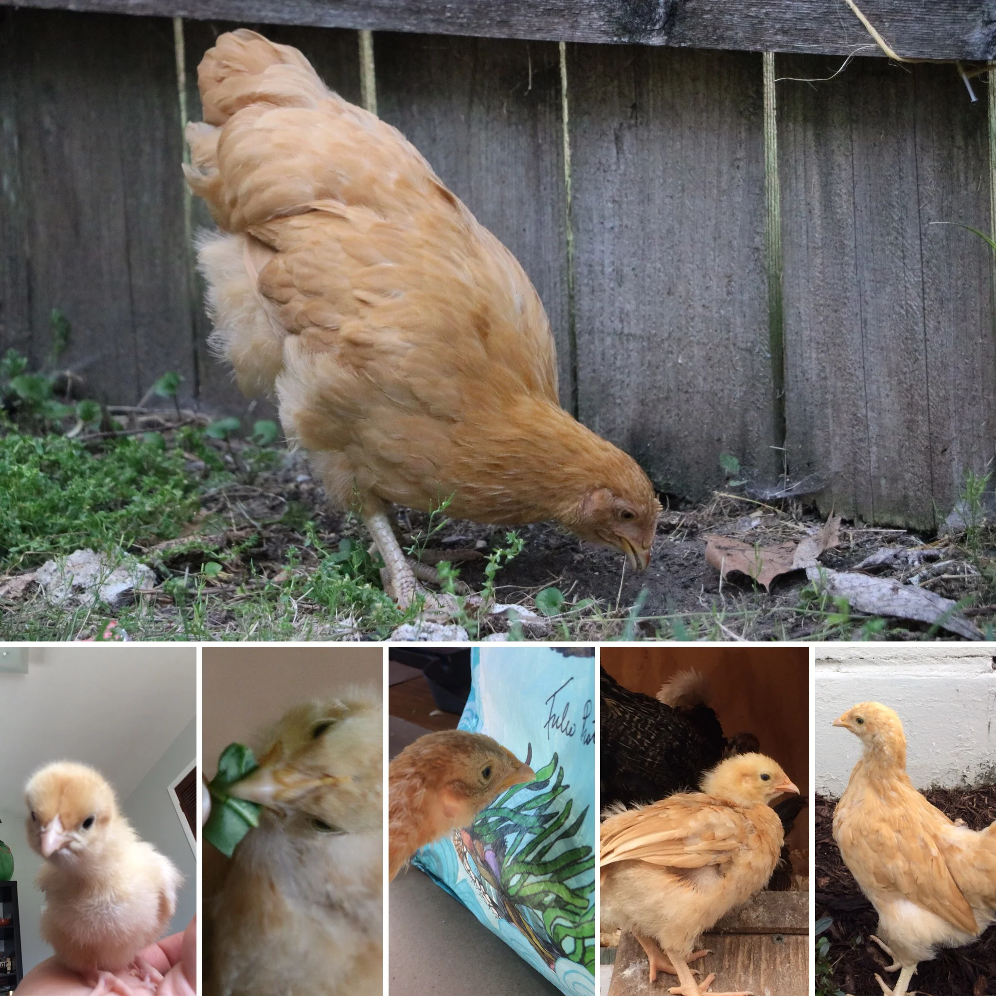 10 Week Hatch Day Update: Nettie