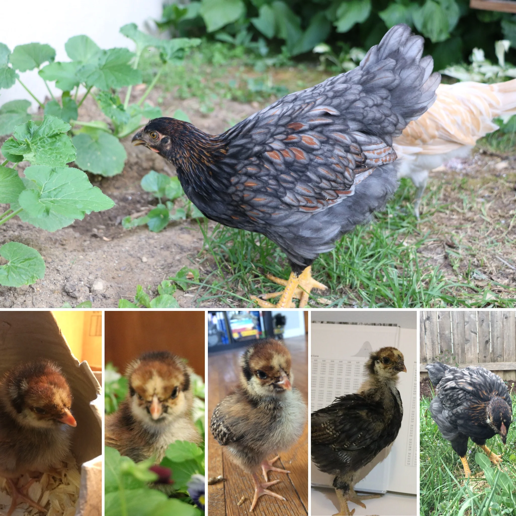 10 Week Hatch Day Update: Ada