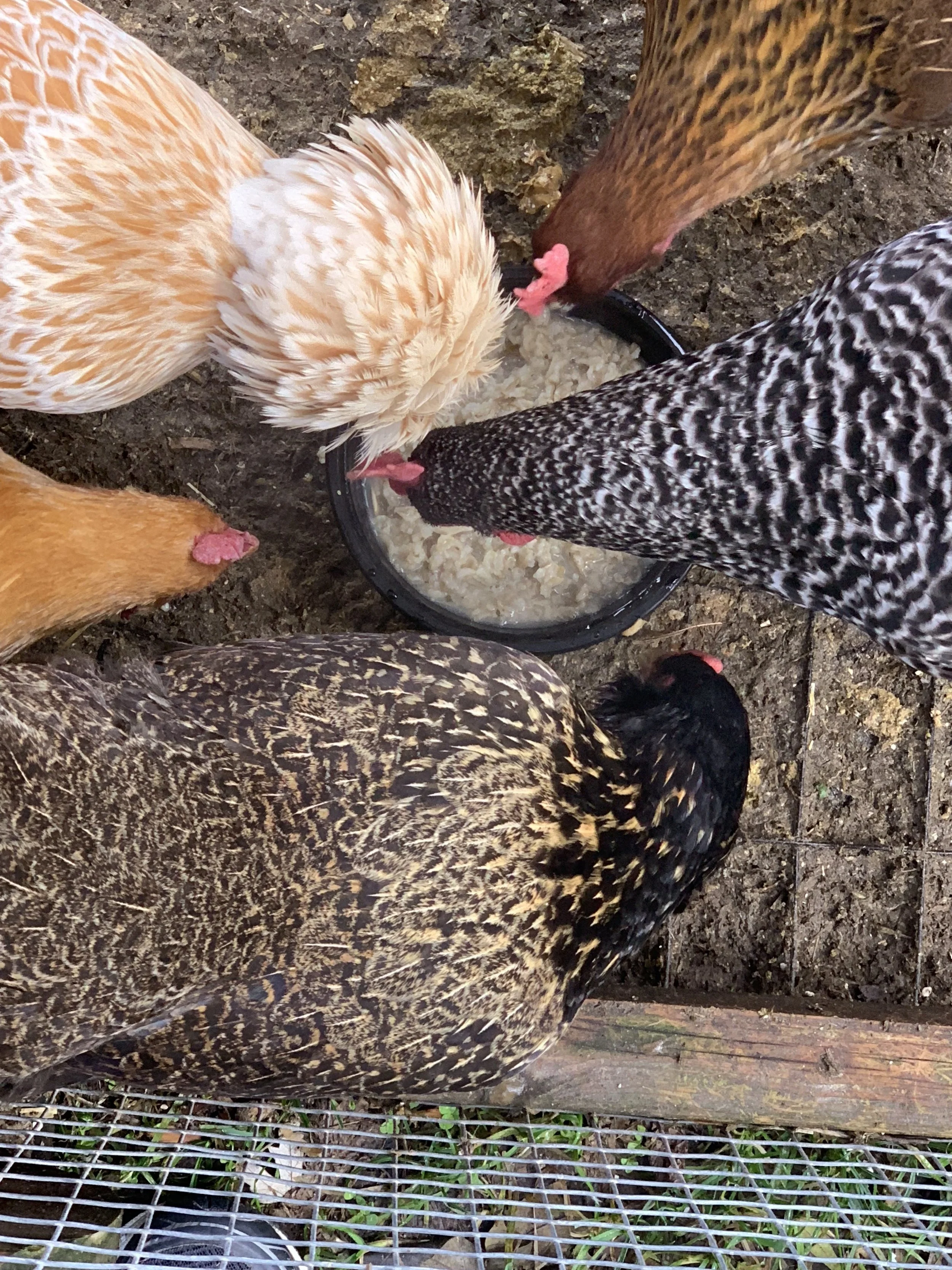 October is for Oatmeal