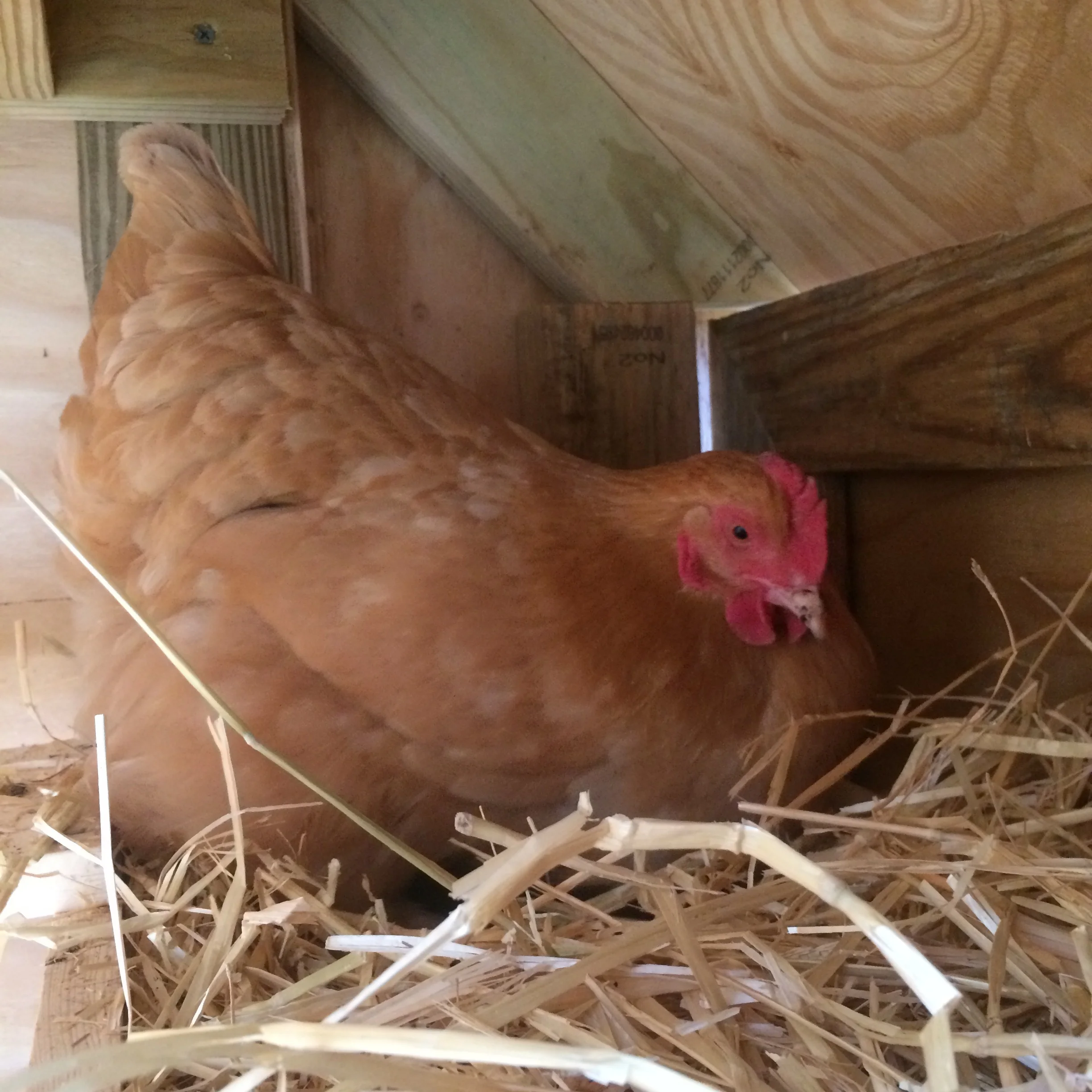 Let’s Hear it for the Littles! 