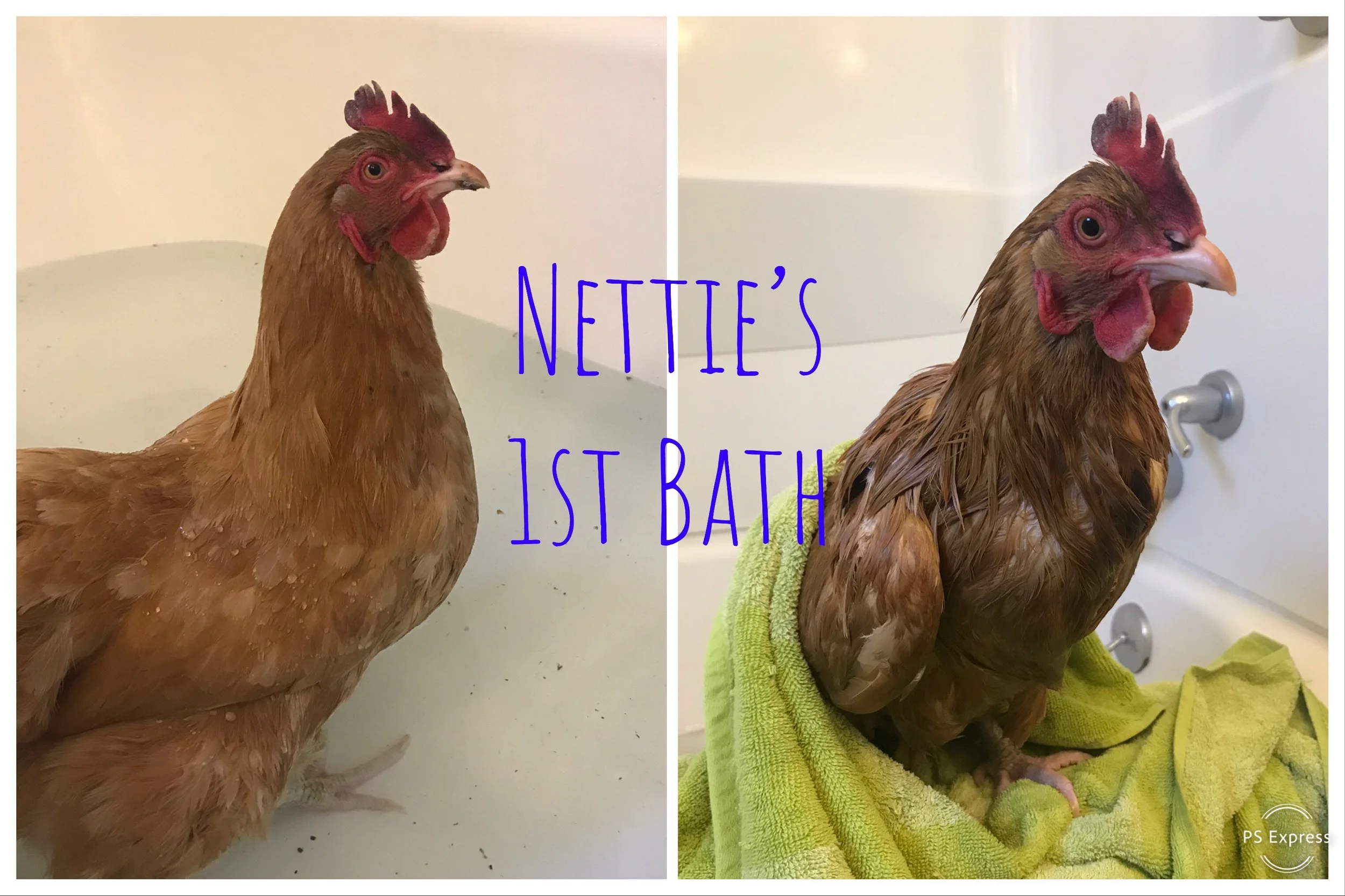      

 
   Although we’ve been fairly quiet in 2019, all is well and we’re managing to keep warm this historically cold winter, #polarvortex and all. Chickie Daddy has been our hero, making the runs out to the coop with hot bowls of oatmeal and maki