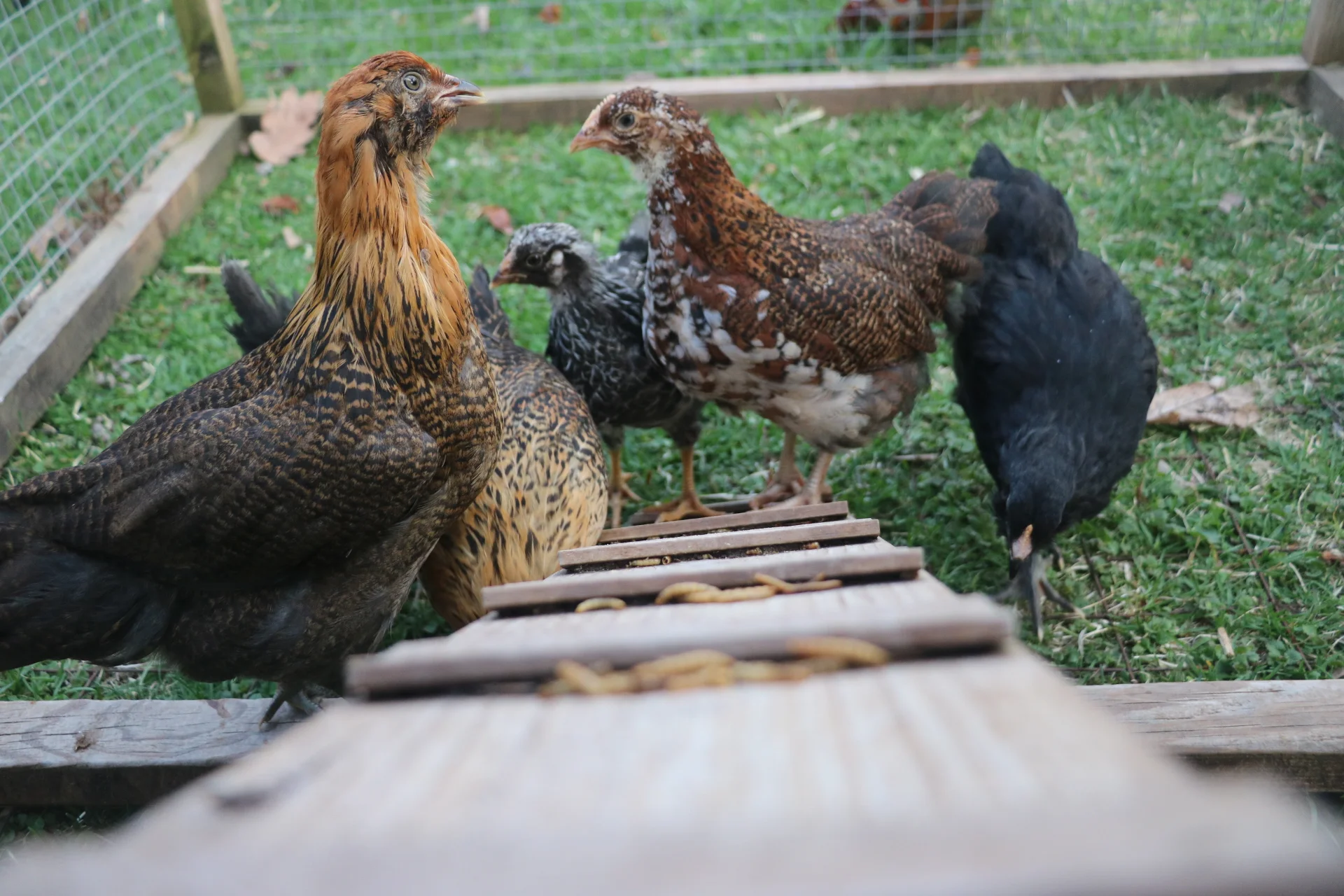 Brooder to Coop Countdown