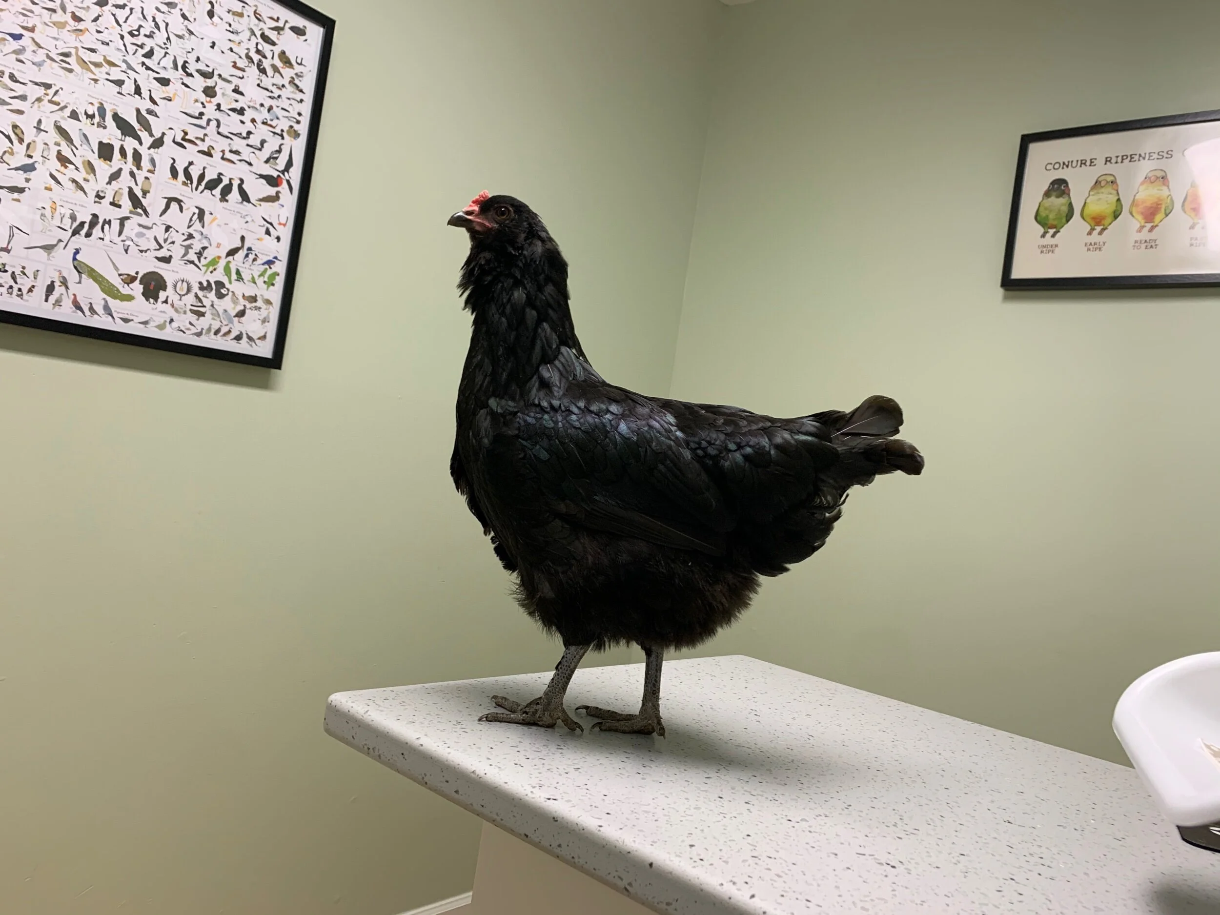 Praise God for Poops