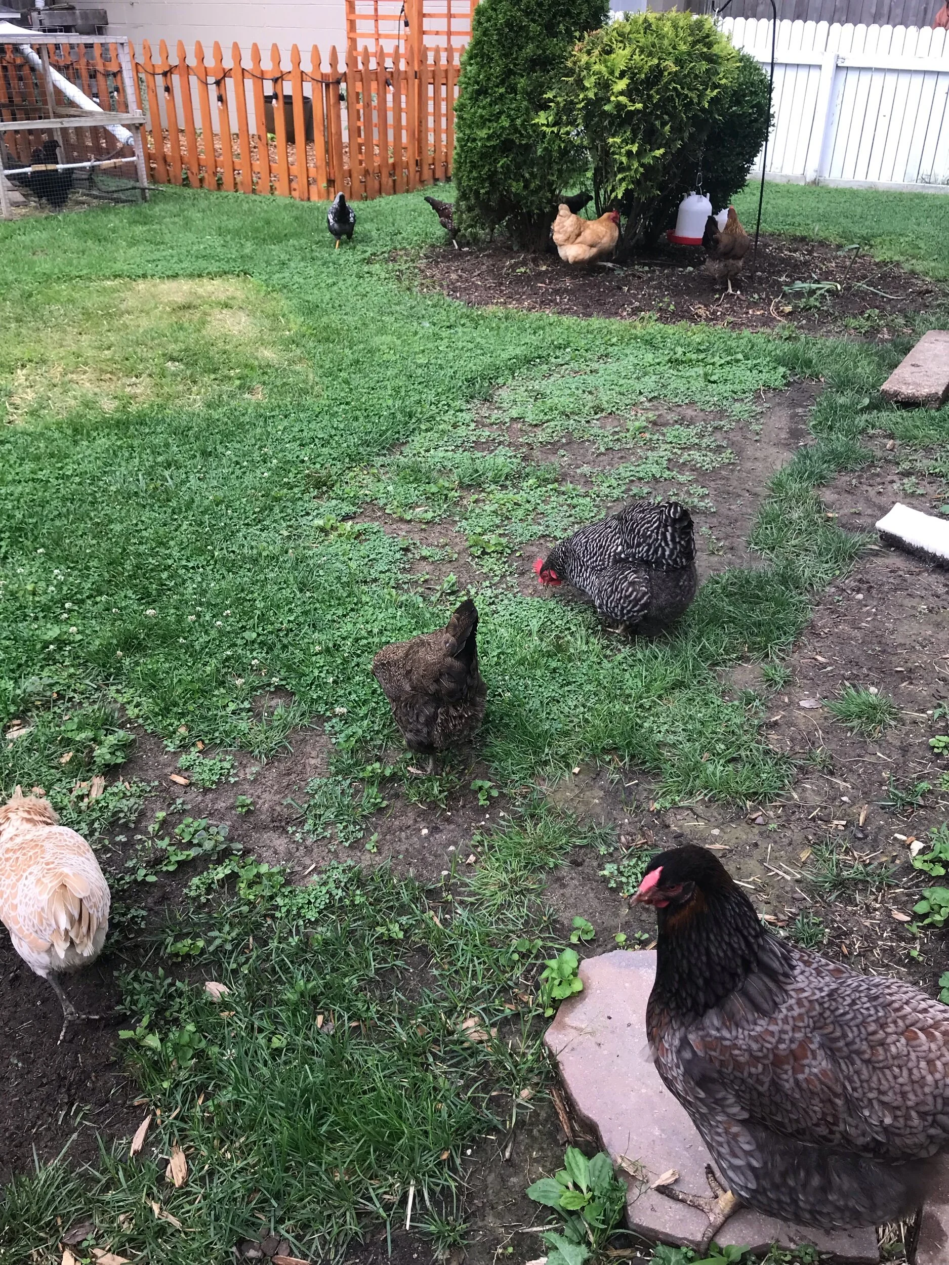 Girls Go Free Ranging
