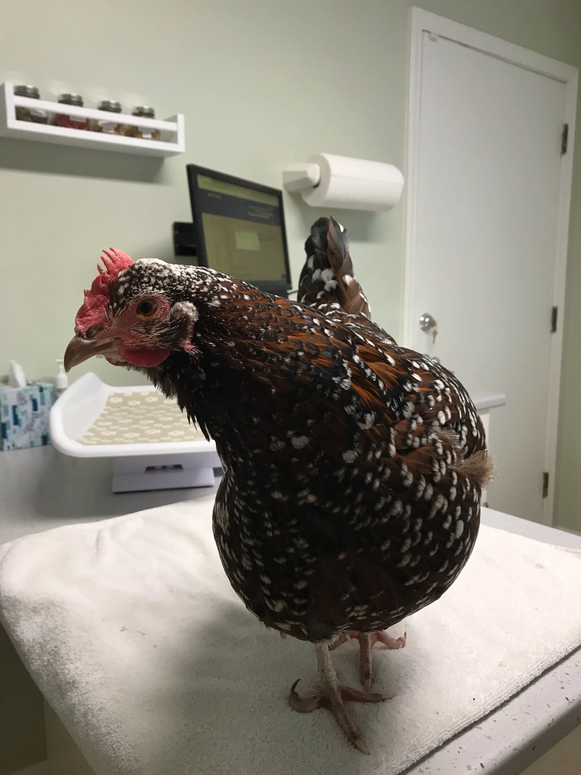 Diaries of a House Chicken Part 1: The Leaking Chicken