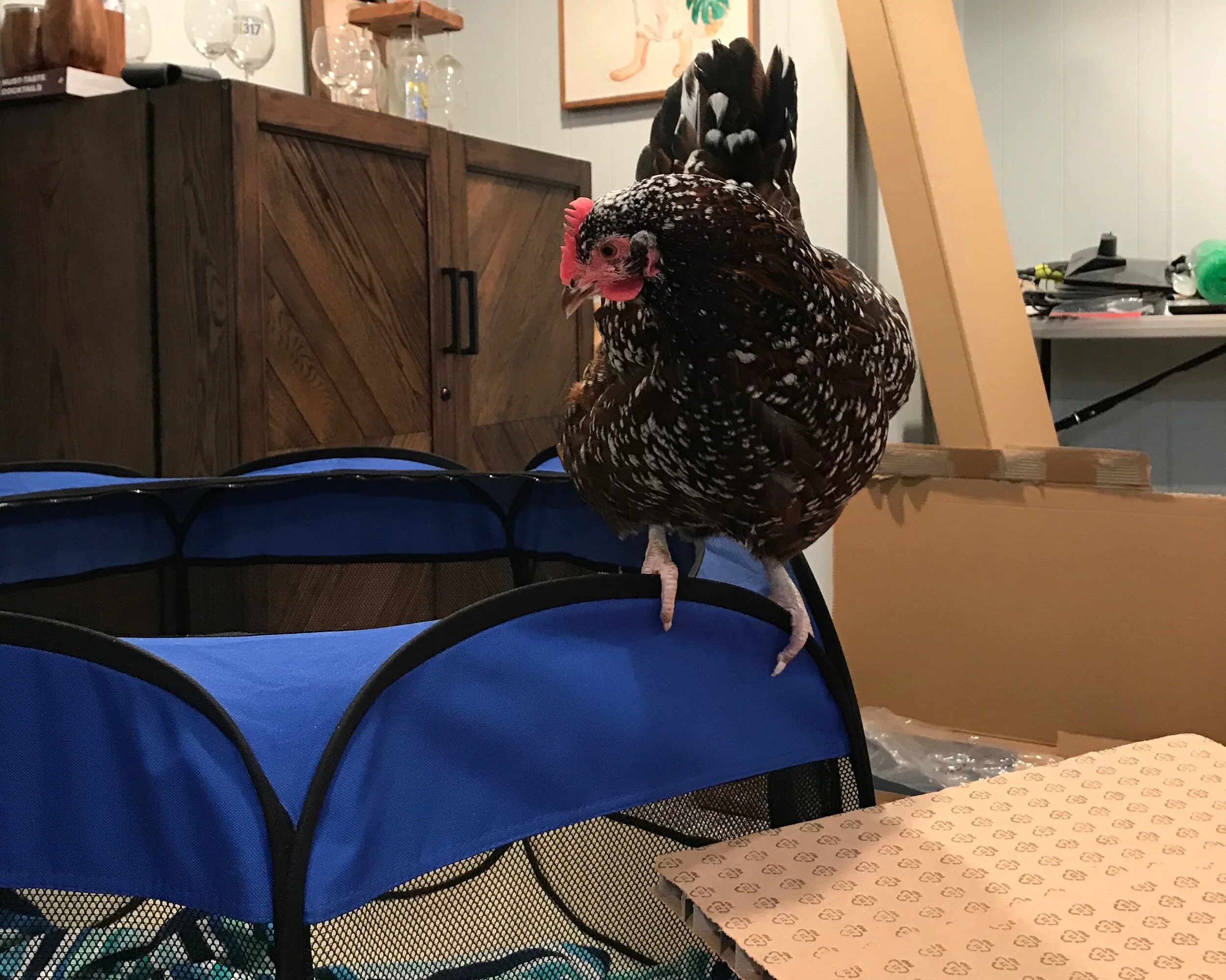 Diaries of a House Chicken Part 2: Cabin Fever