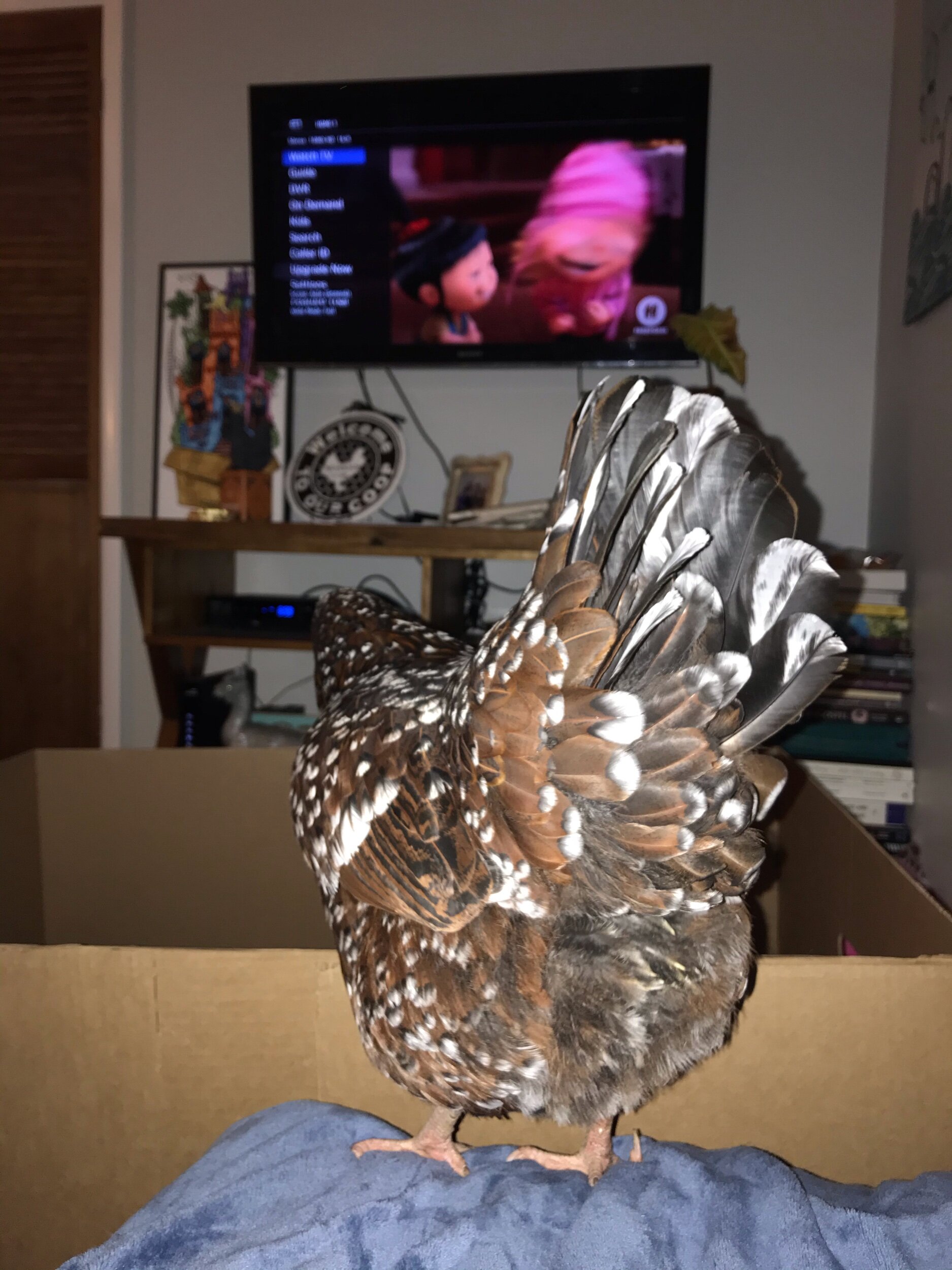 Diaries of a House Chicken Part 3: Diagnosis Unknown